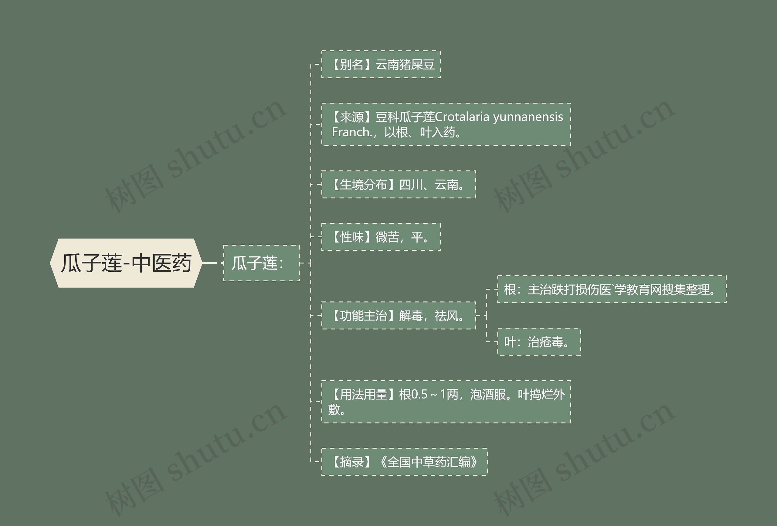 瓜子莲-中医药 瓜子莲-中医药