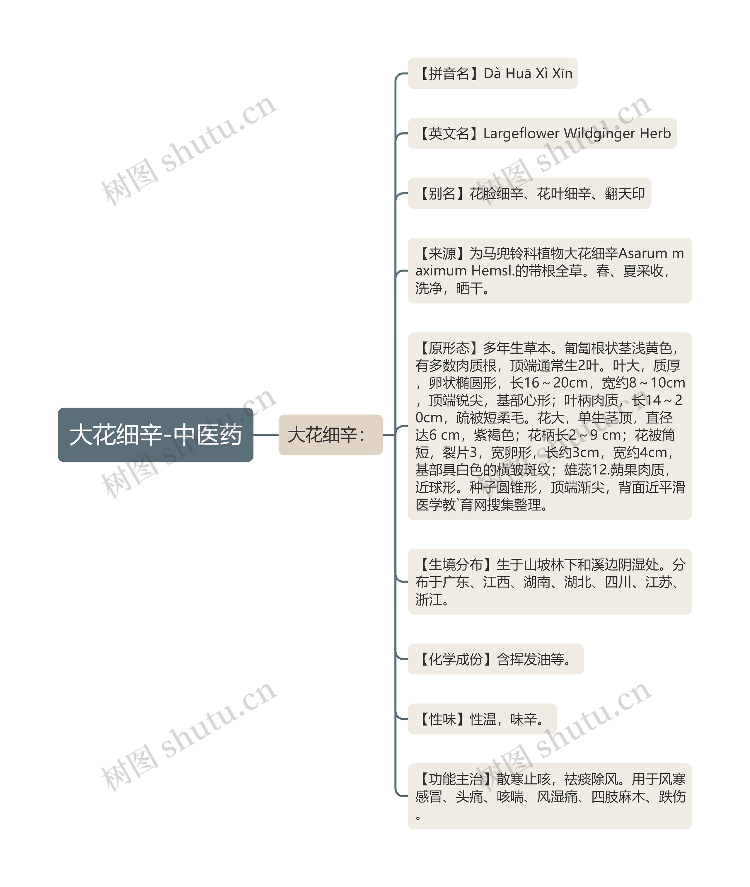 大花细辛-中医药思维导图