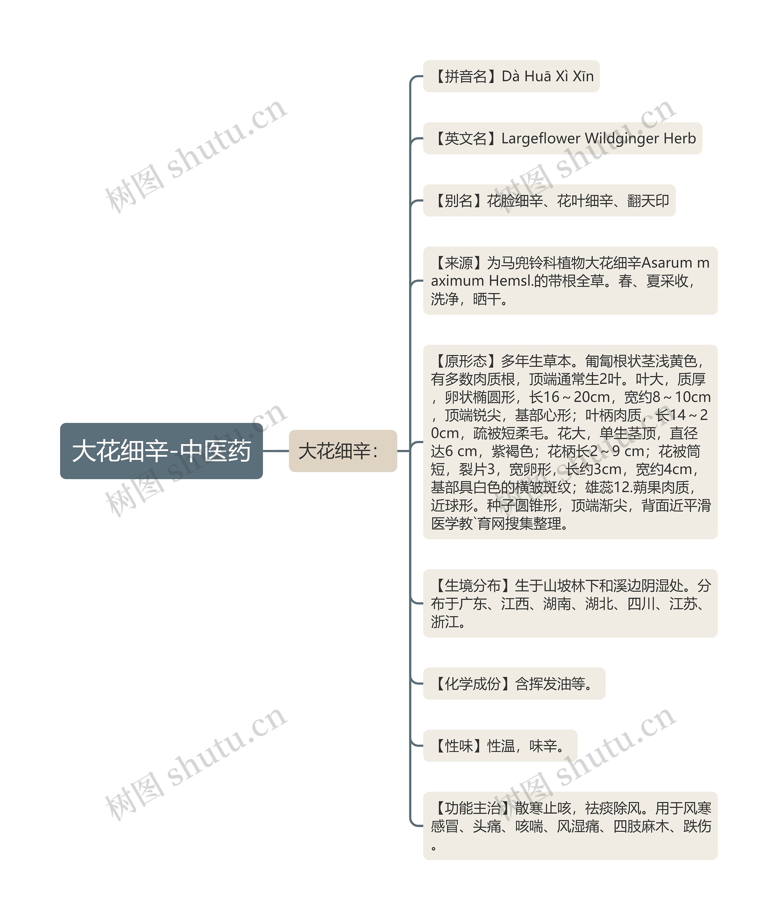大花细辛-中医药 大花细辛-中医药