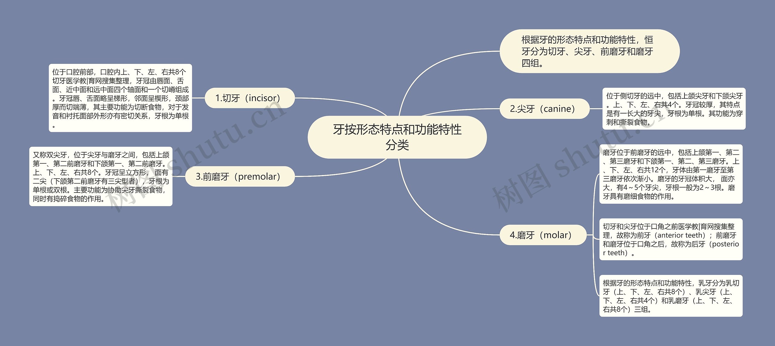 牙按形态特点和功能特性分类思维导图