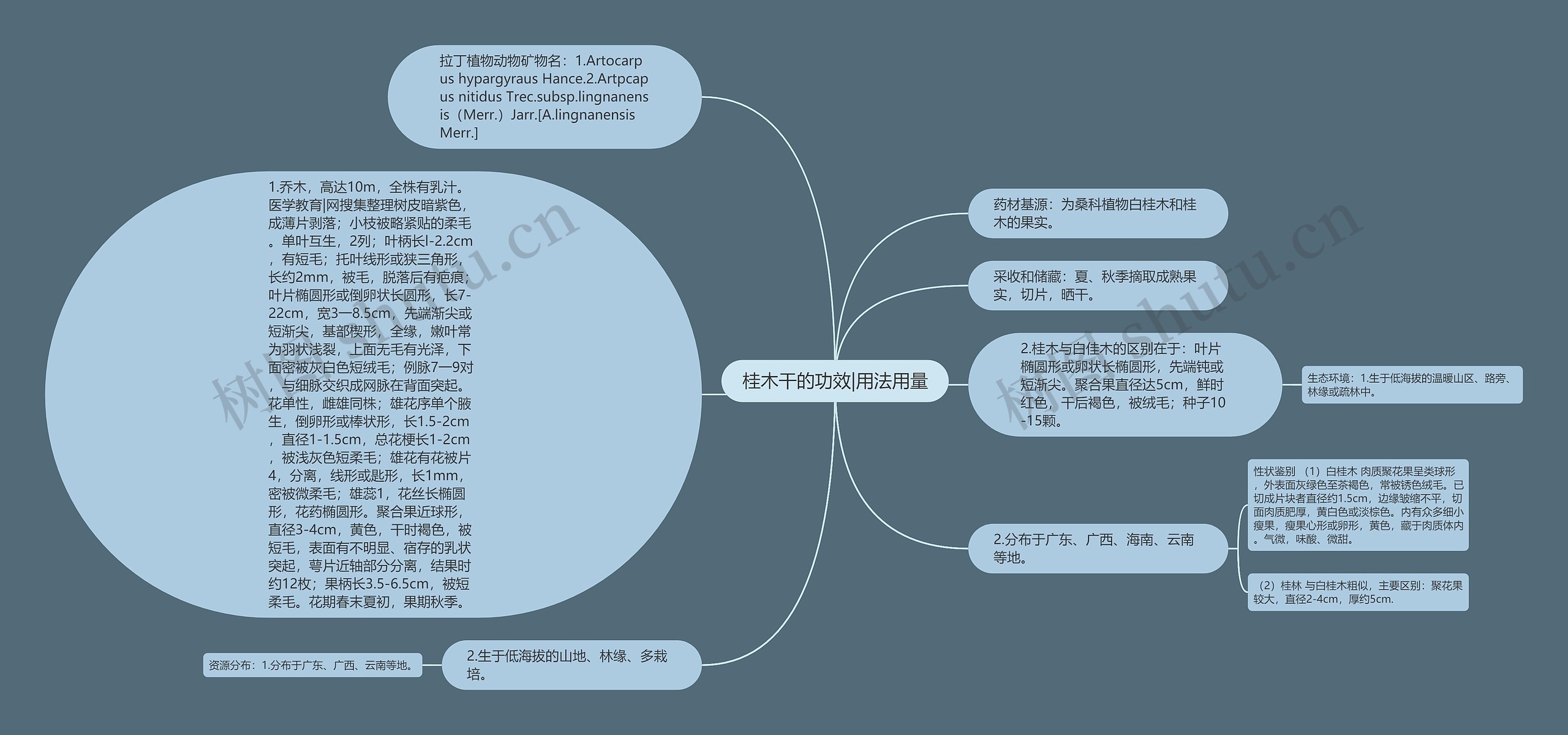 桂木干的功效|用法用量思维导图