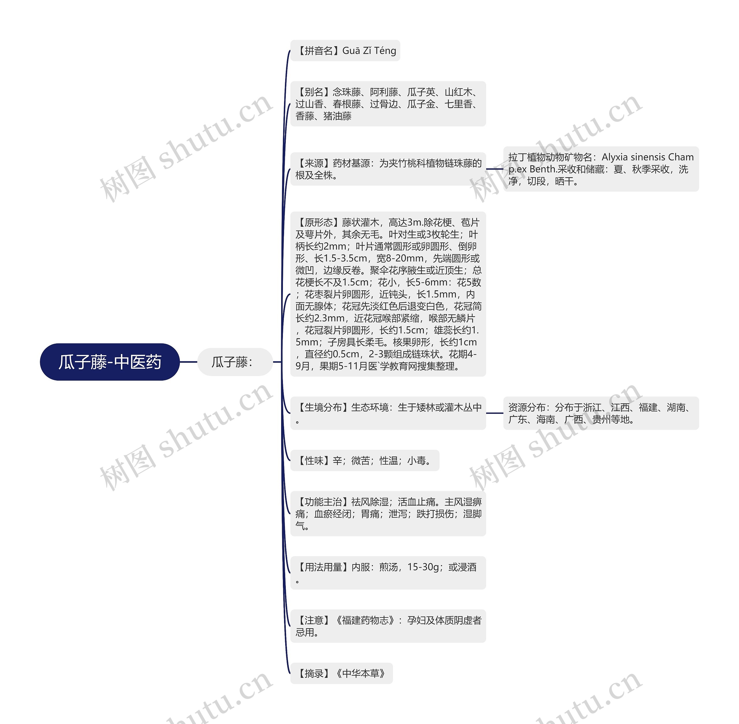 瓜子藤-中医药思维导图