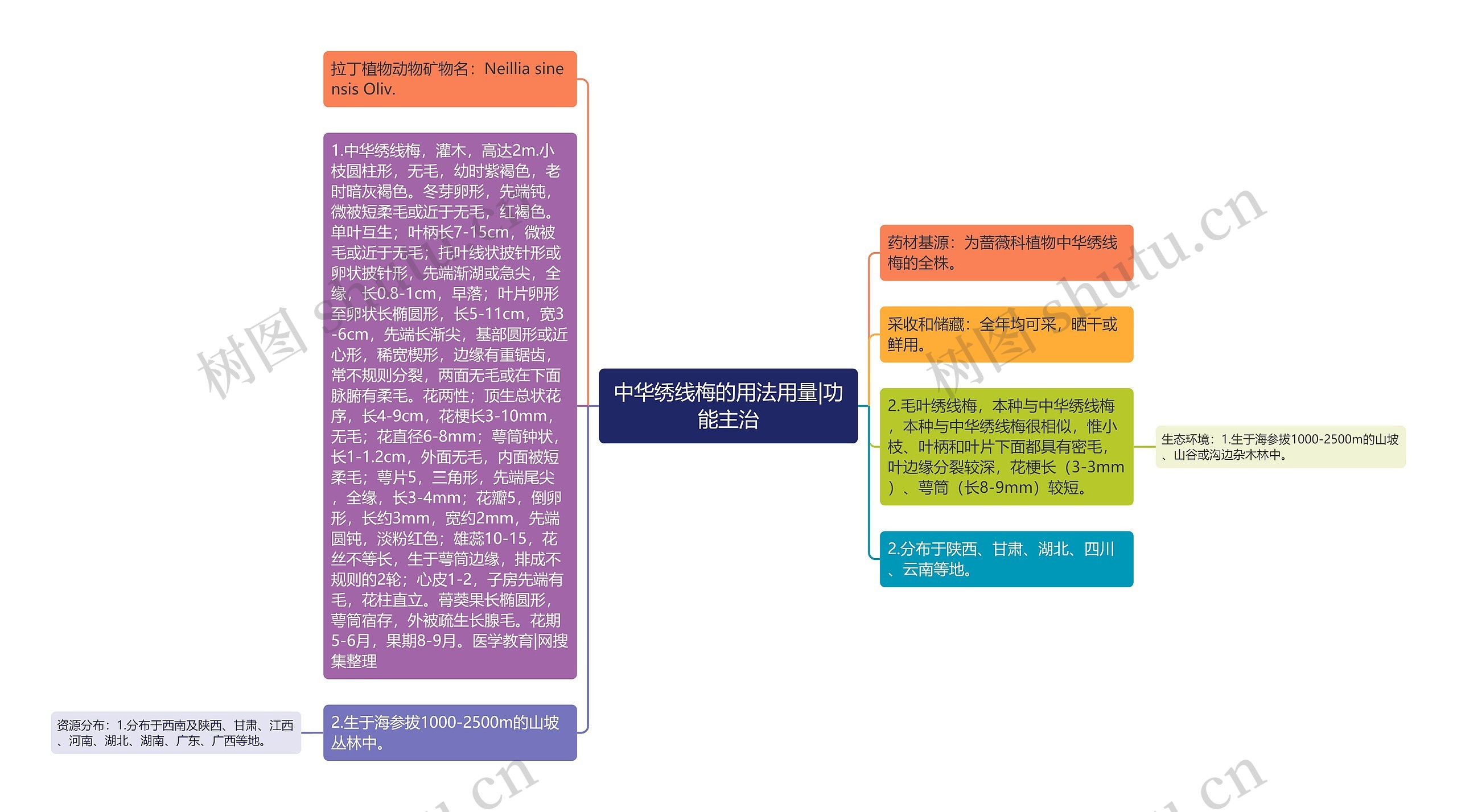 中华绣线梅的用法用量|功能主治思维导图