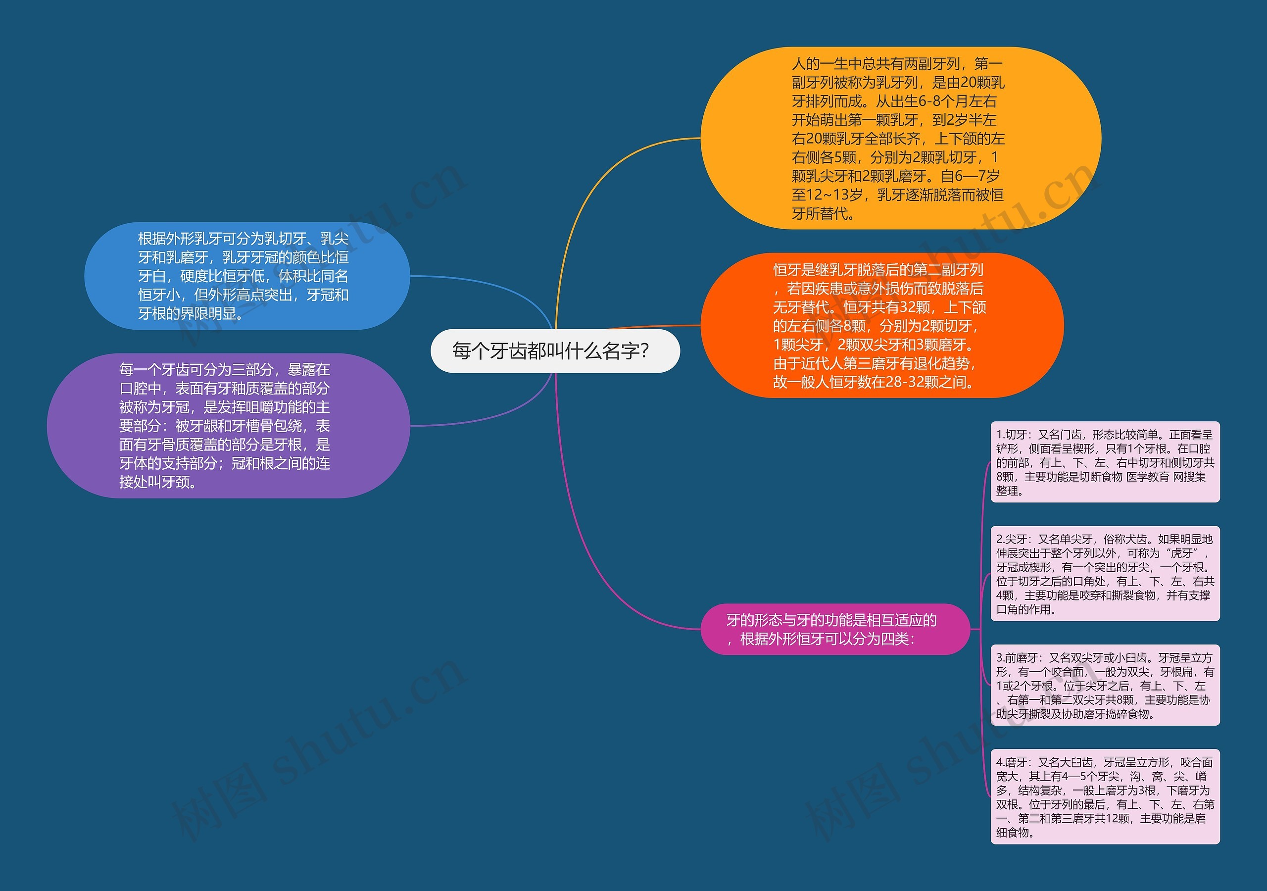 每个牙齿都叫什么名字？思维导图