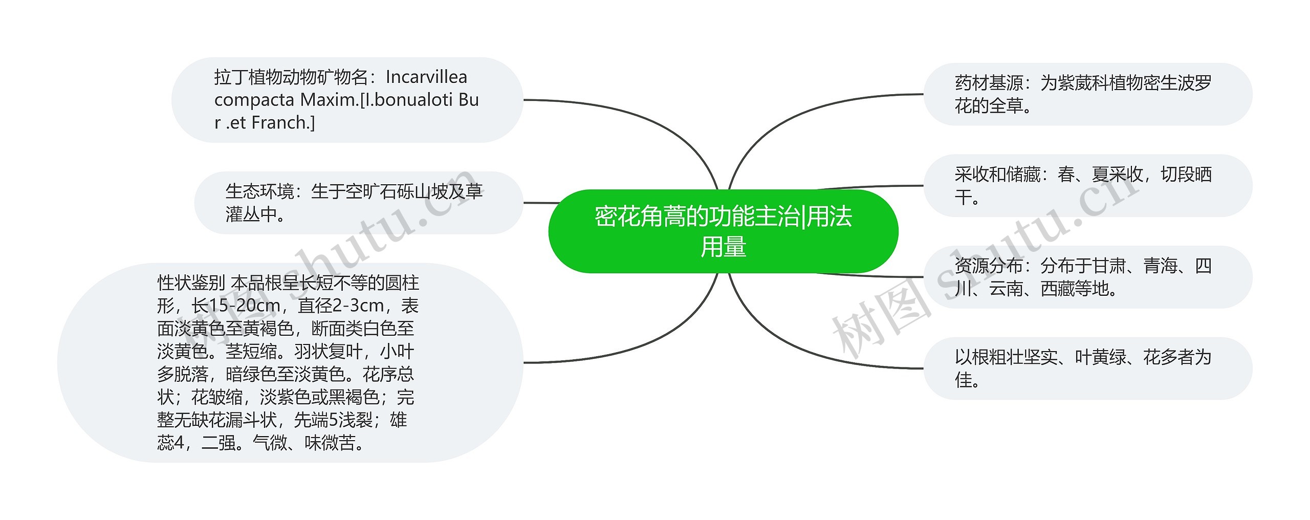 密花角蒿的功能主治|用法用量 密花角蒿的功能主治|用法用量