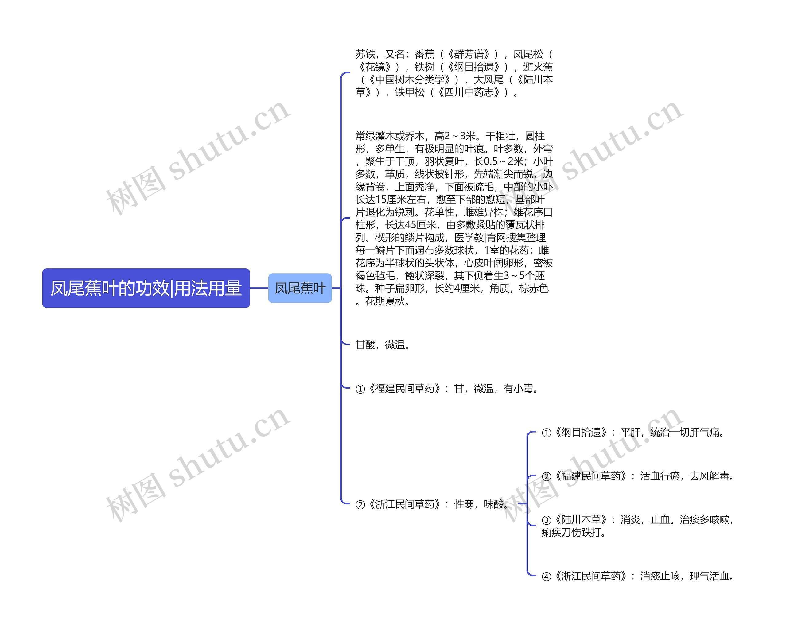 凤尾蕉叶的功效|用法用量思维导图