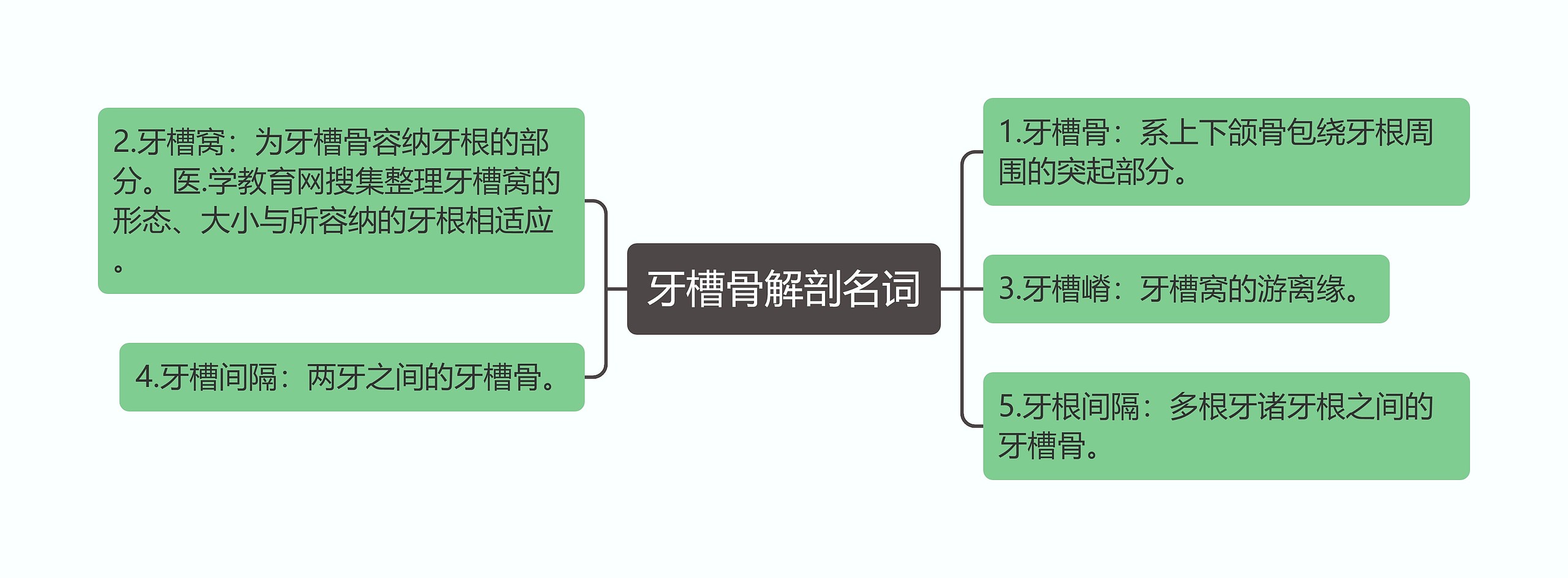 牙槽骨解剖名词