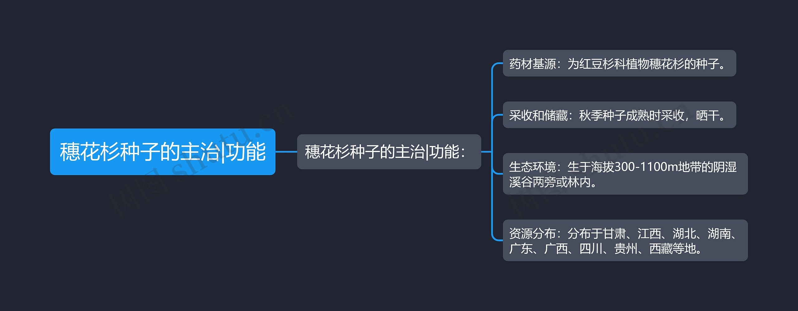 穗花杉种子的主治|功能