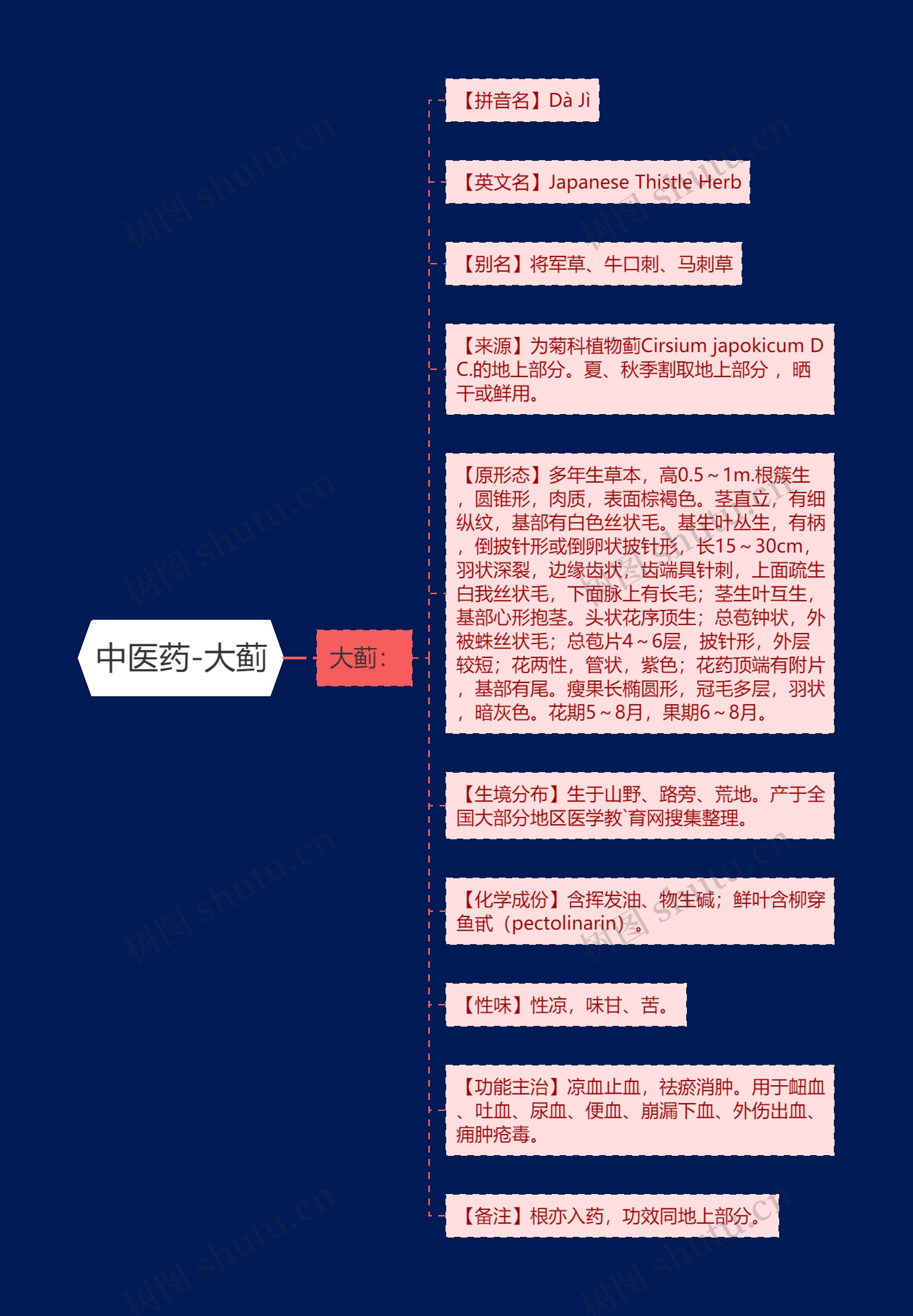中医药-大蓟 中医药-大蓟