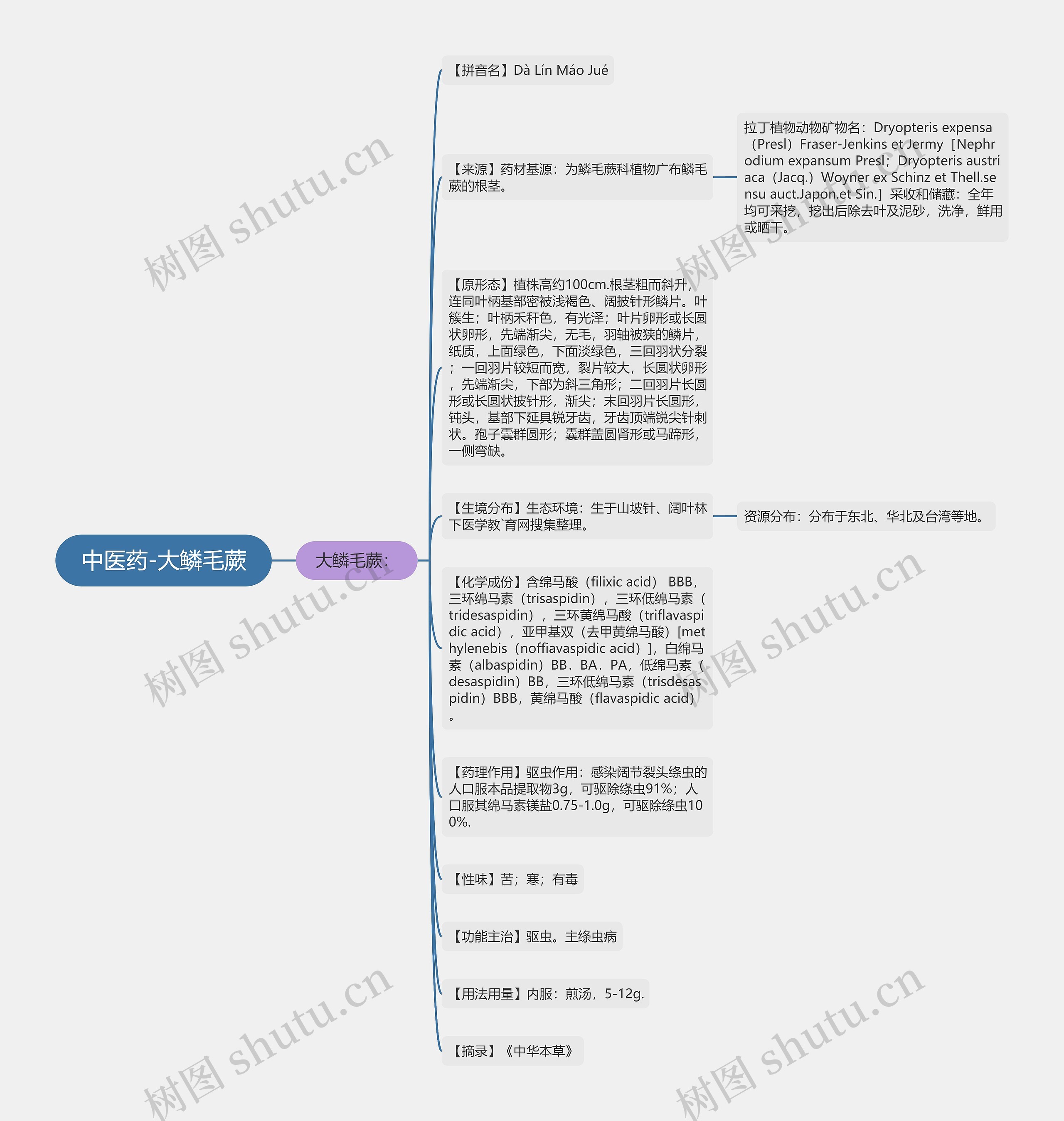 中医药-大鳞毛蕨思维导图