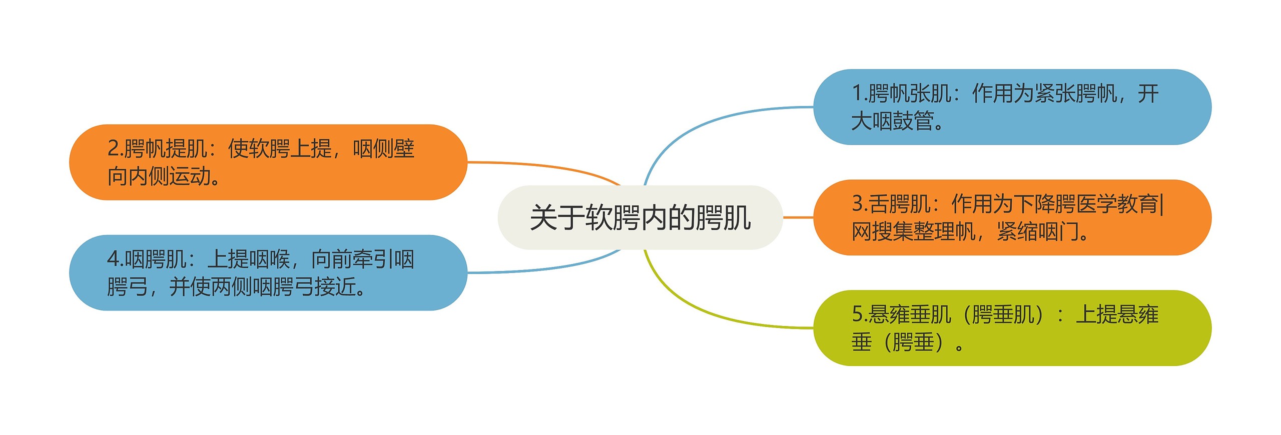 关于软腭内的腭肌 关于软腭内的腭肌
