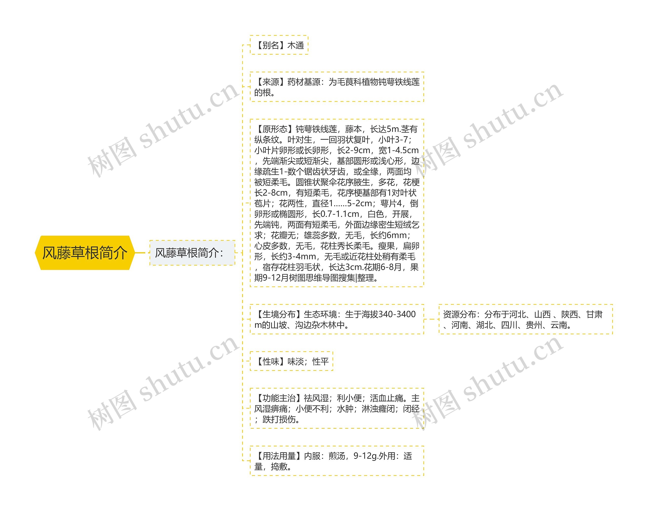 风藤草根简介思维导图
