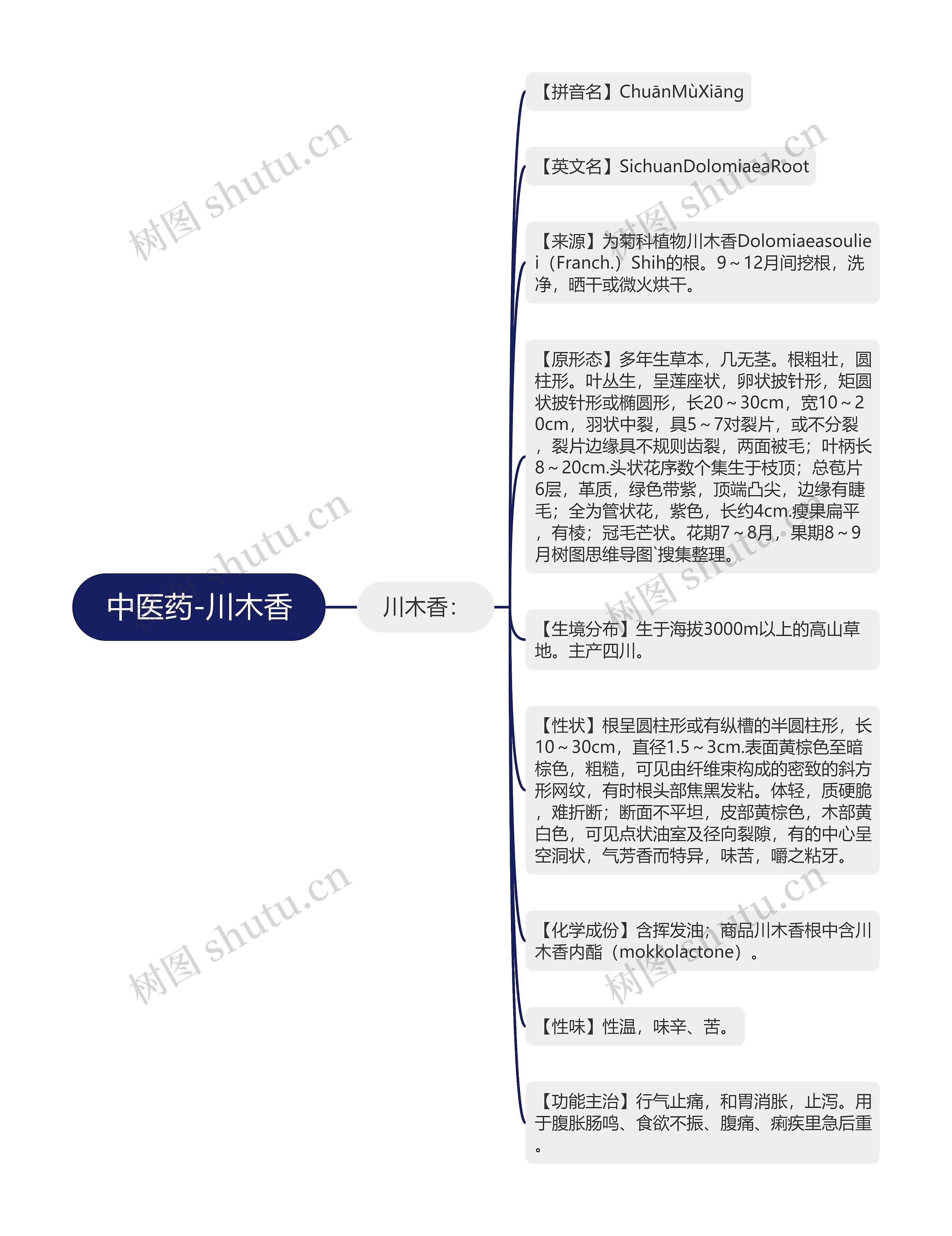 中医药-川木香 中医药-川木香