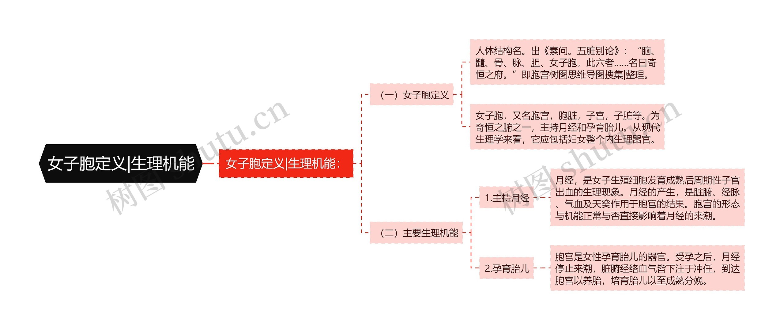 女子胞定义|生理机能思维导图