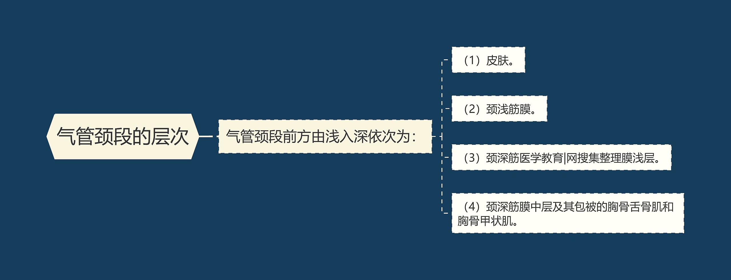 气管颈段的层次思维导图