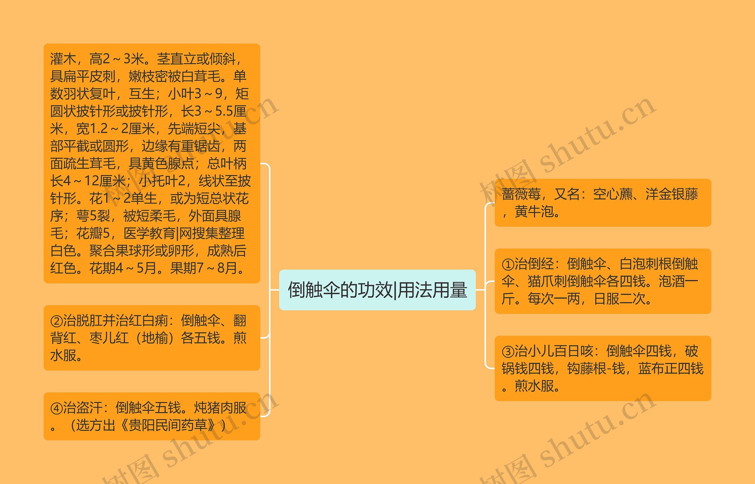 倒触伞的功效|用法用量思维导图