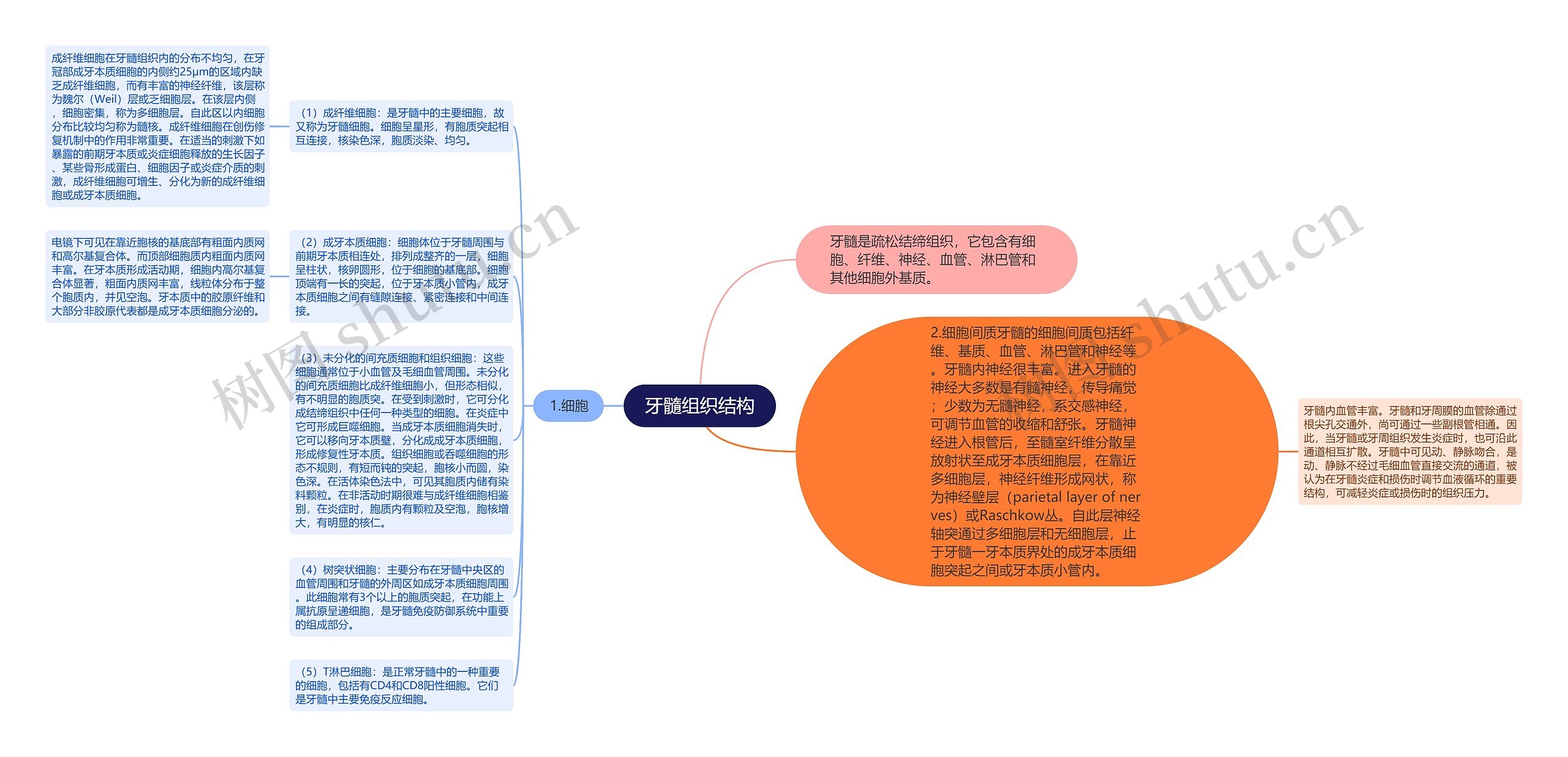 牙髓组织结构思维导图