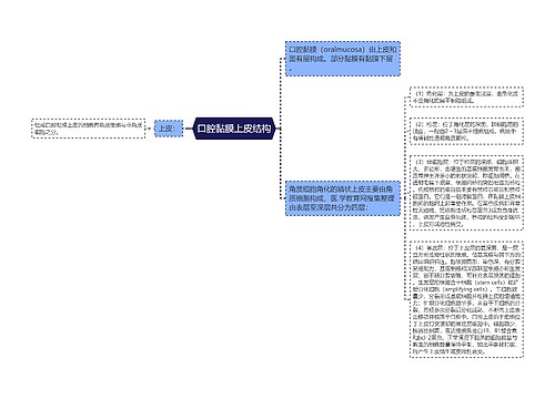 口腔黏膜上皮结构