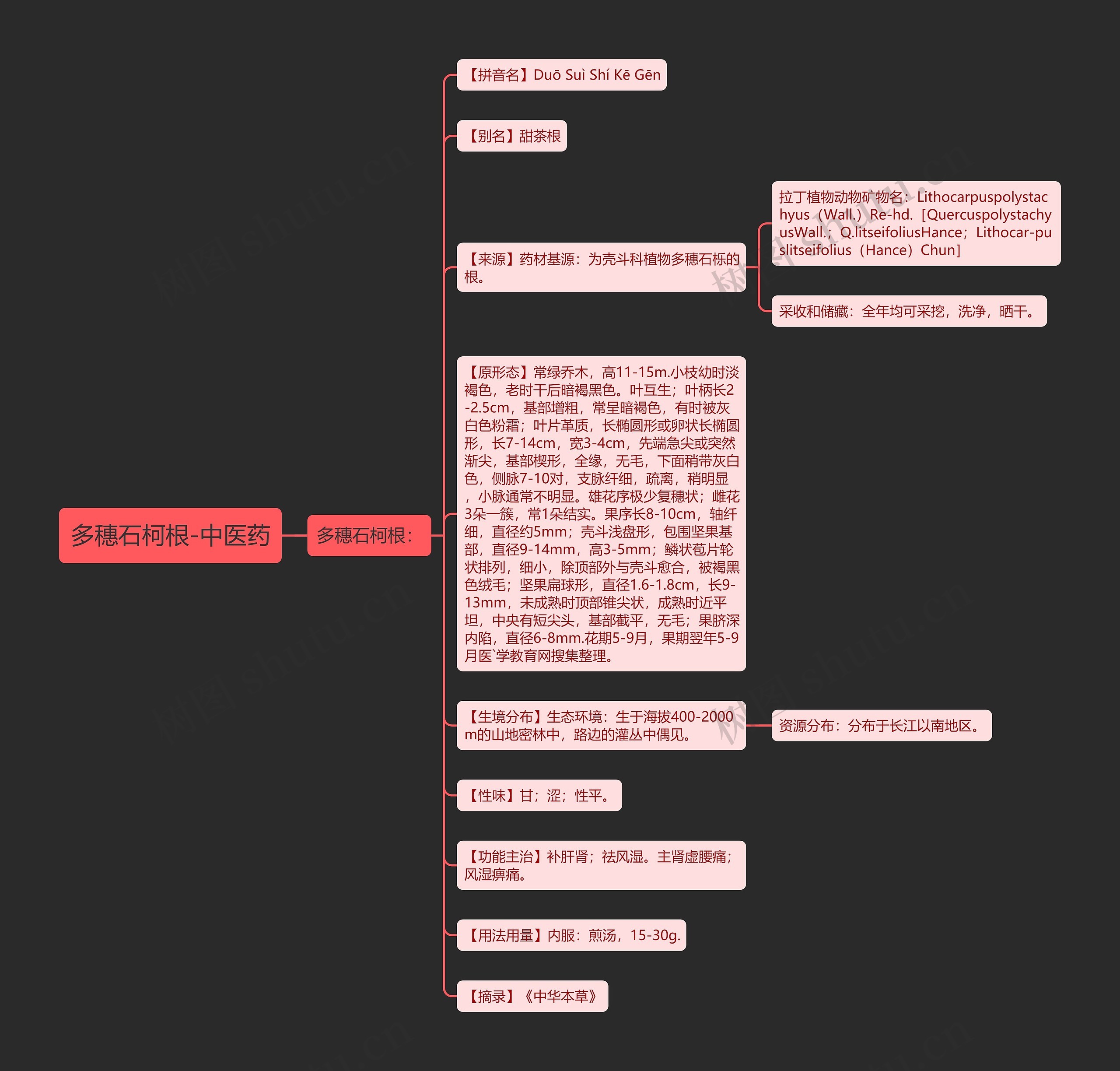 多穗石柯根-中医药思维导图