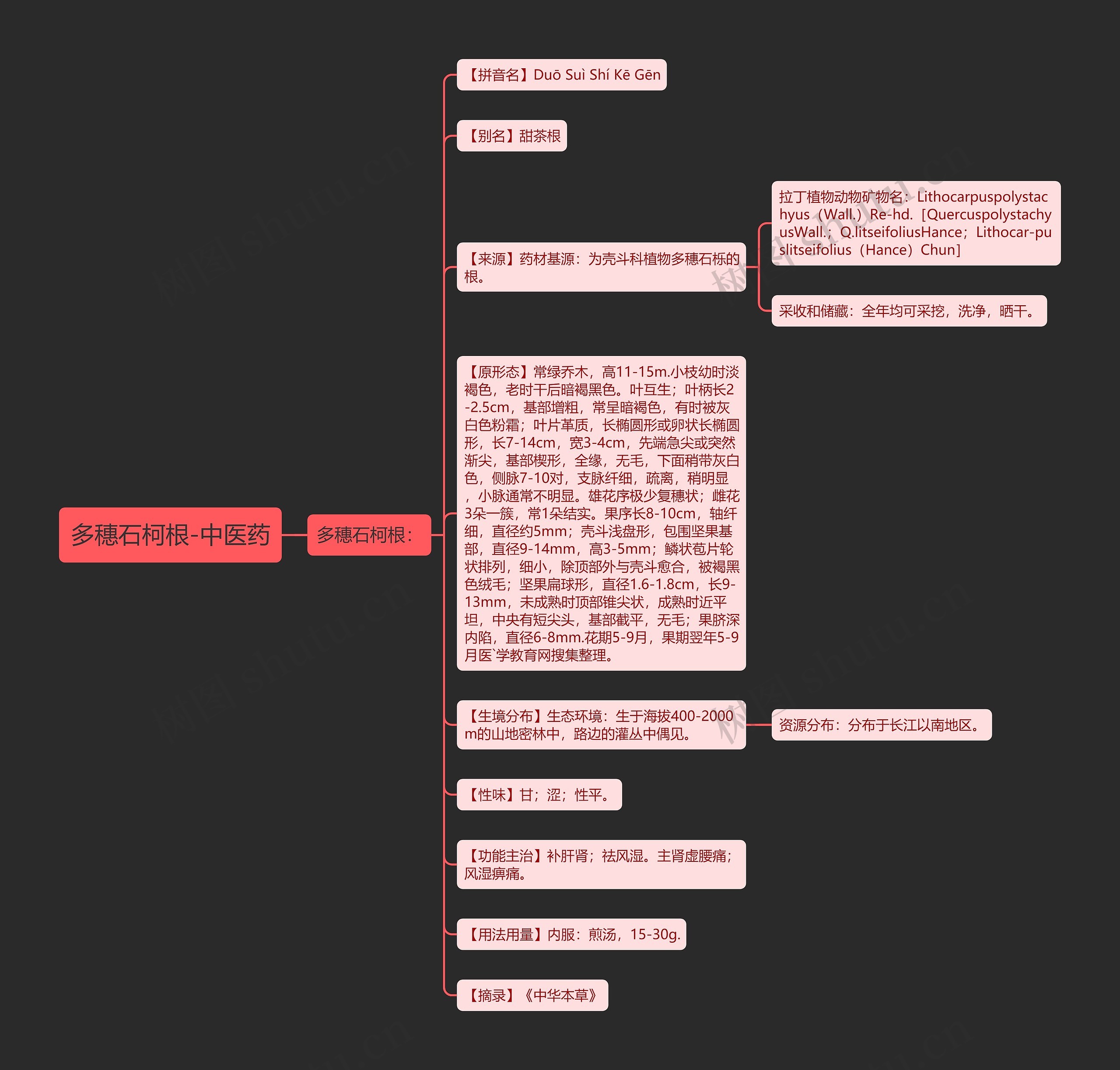 多穗石柯根-中医药 多穗石柯根-中医药