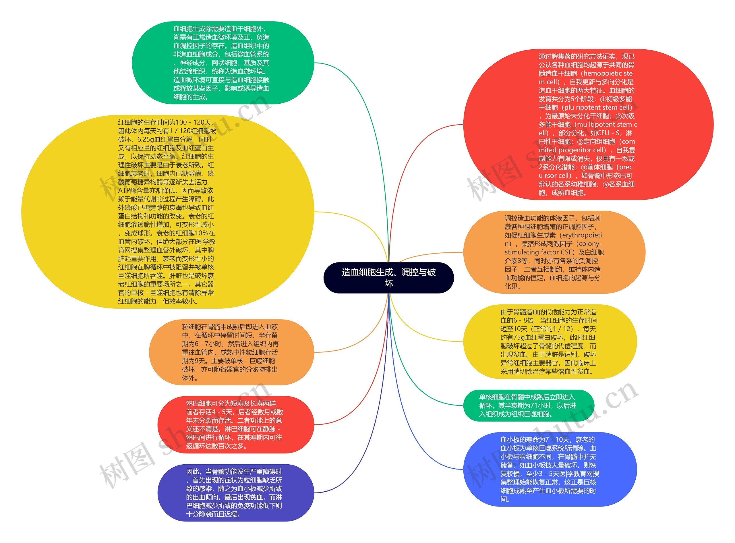 造血细胞生成、调控与破坏