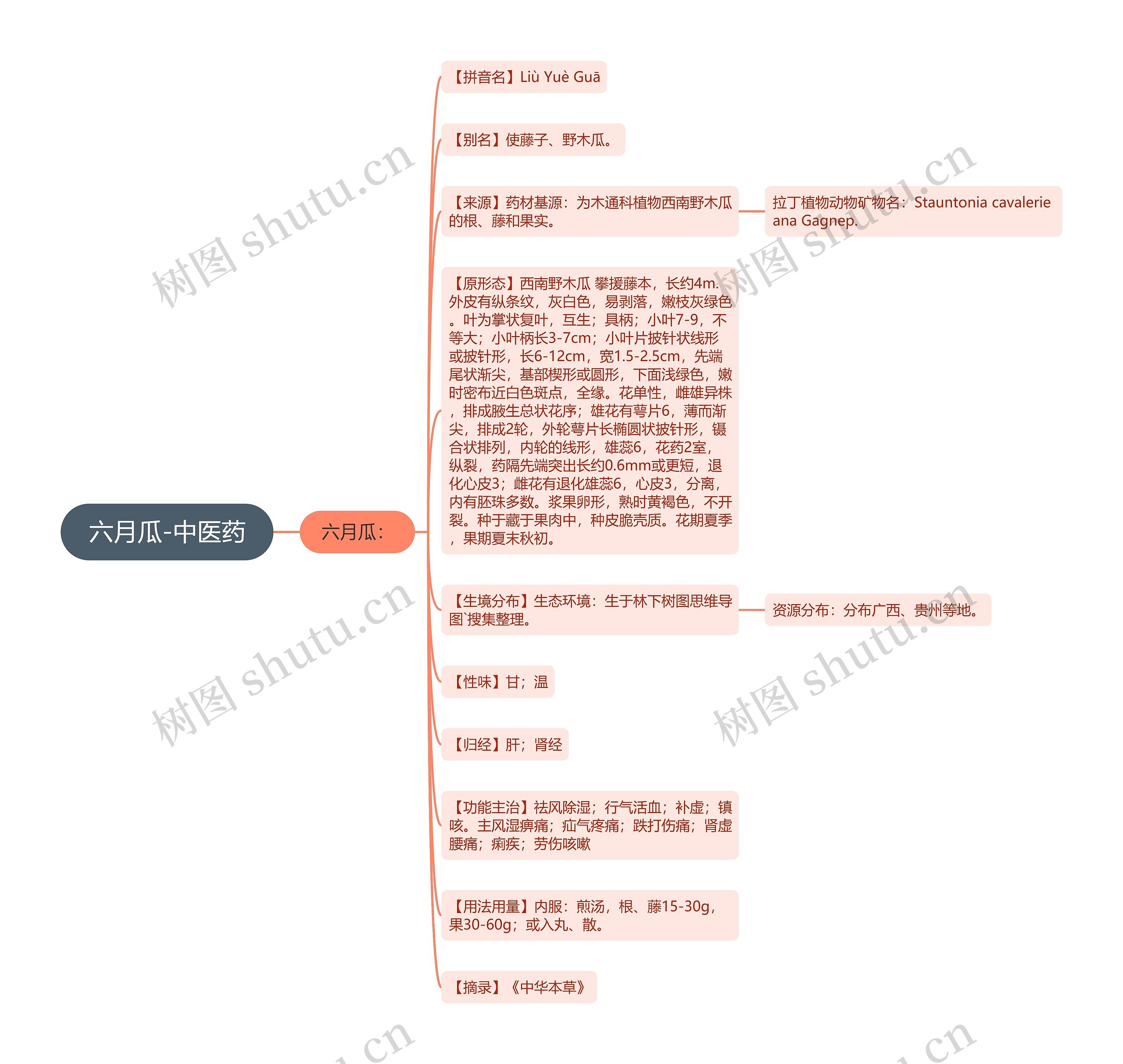 六月瓜-中医药思维导图