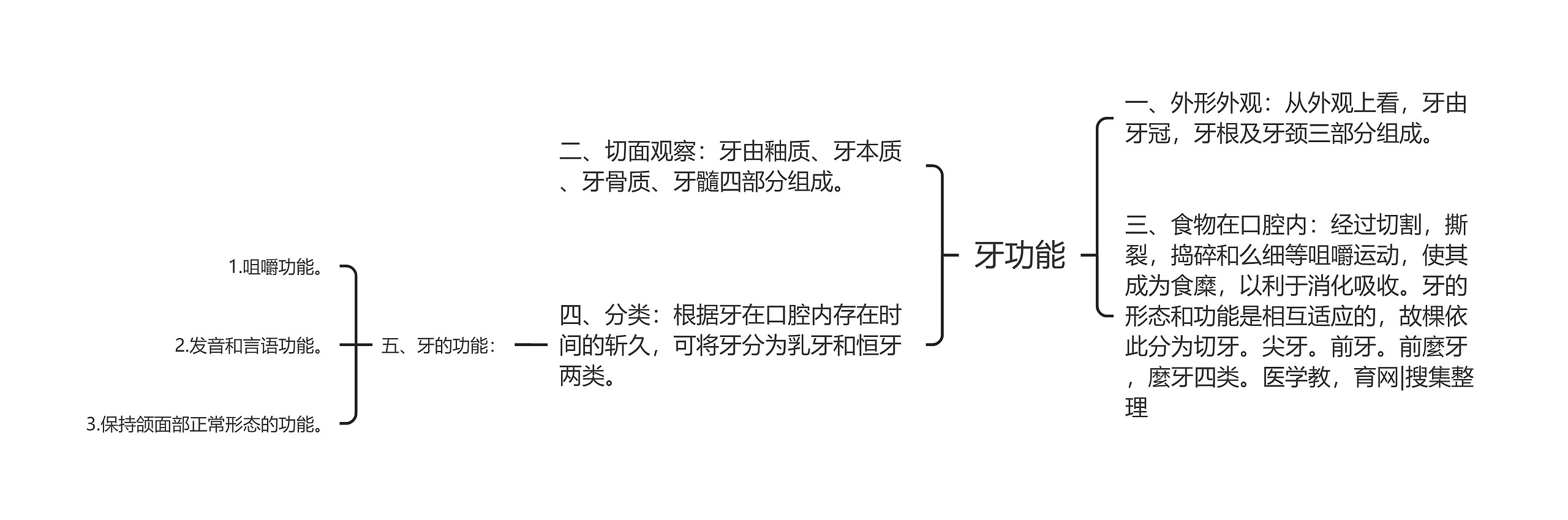 牙功能思维导图