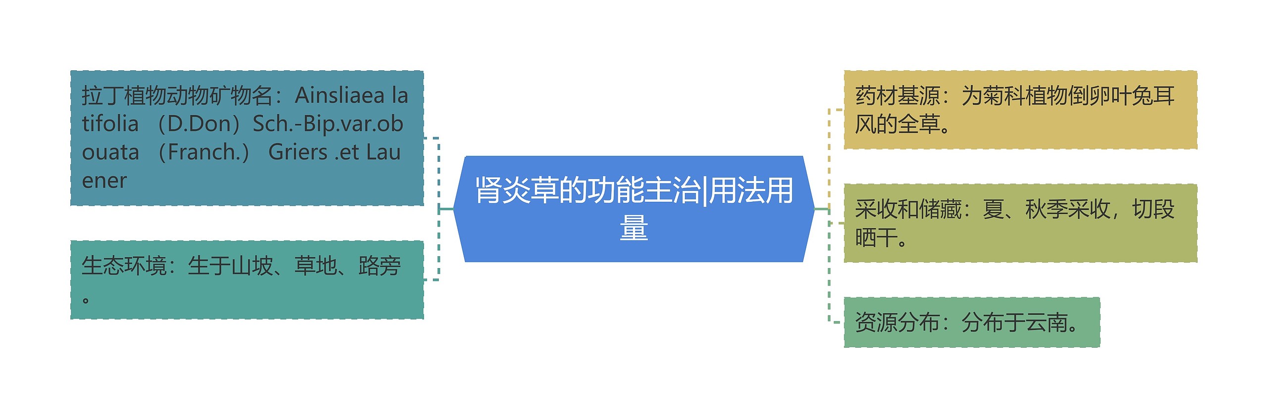 肾炎草的功能主治|用法用量 肾炎草的功能主治|用法用量