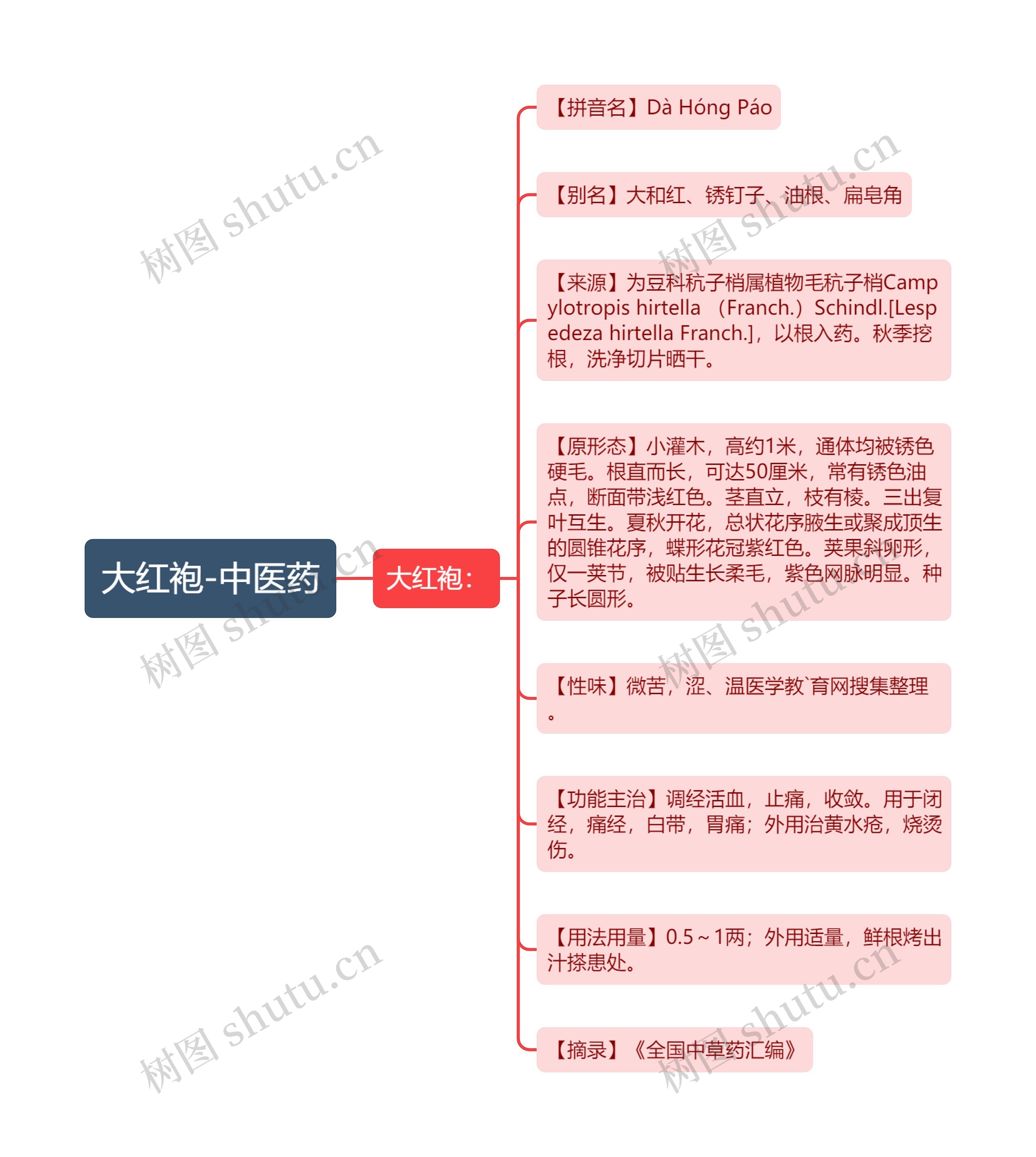 大红袍-中医药思维导图