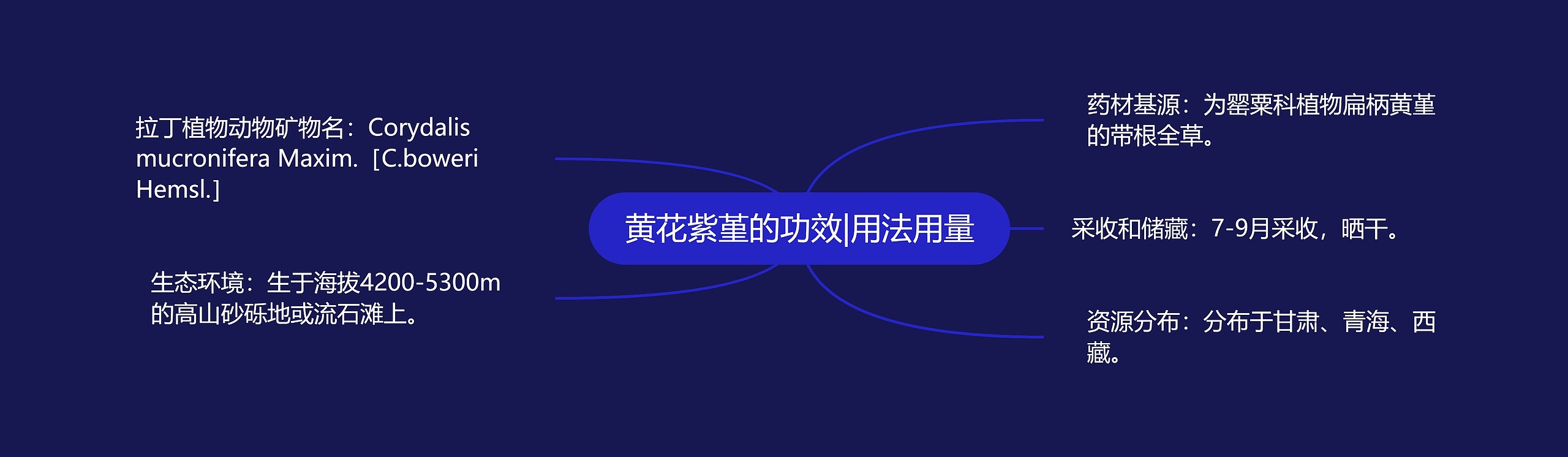 黄花紫堇的功效|用法用量思维导图