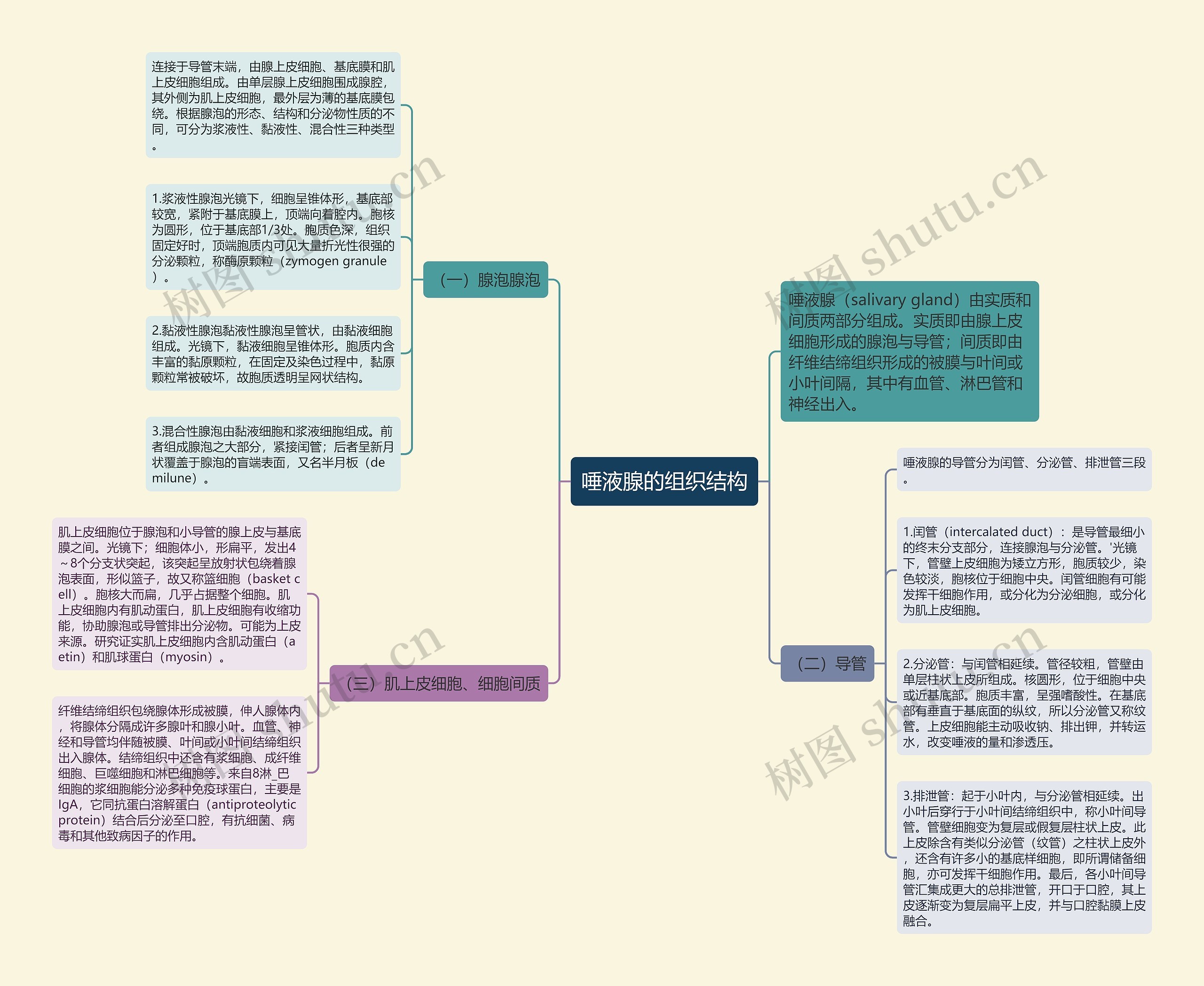 唾液腺的组织结构思维导图