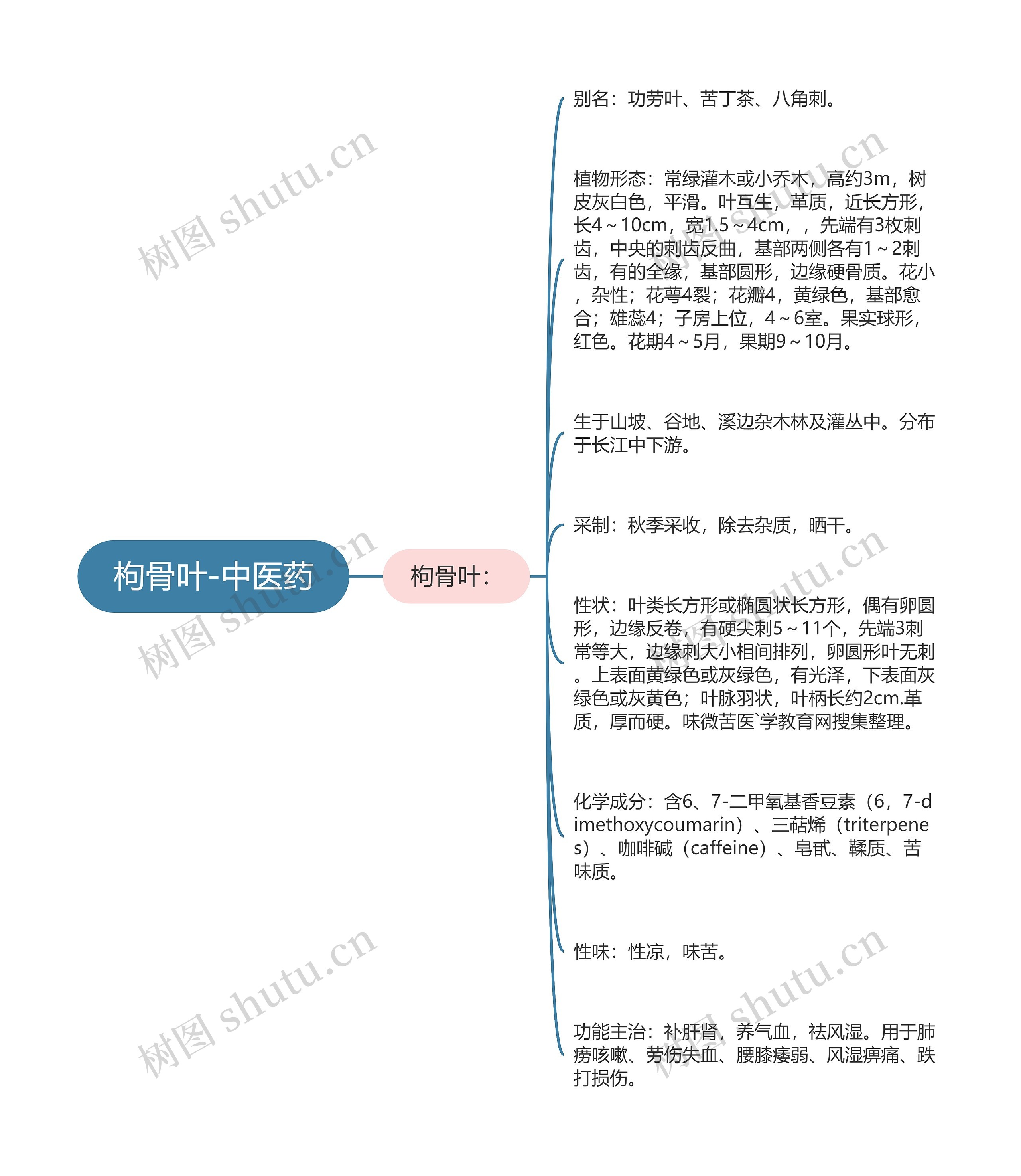 枸骨叶-中医药思维导图