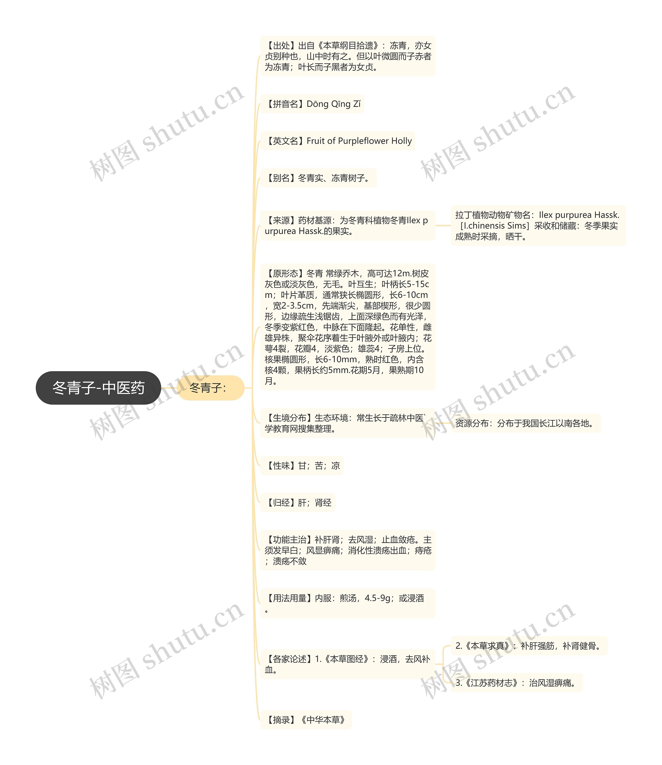 冬青子-中医药 冬青子-中医药