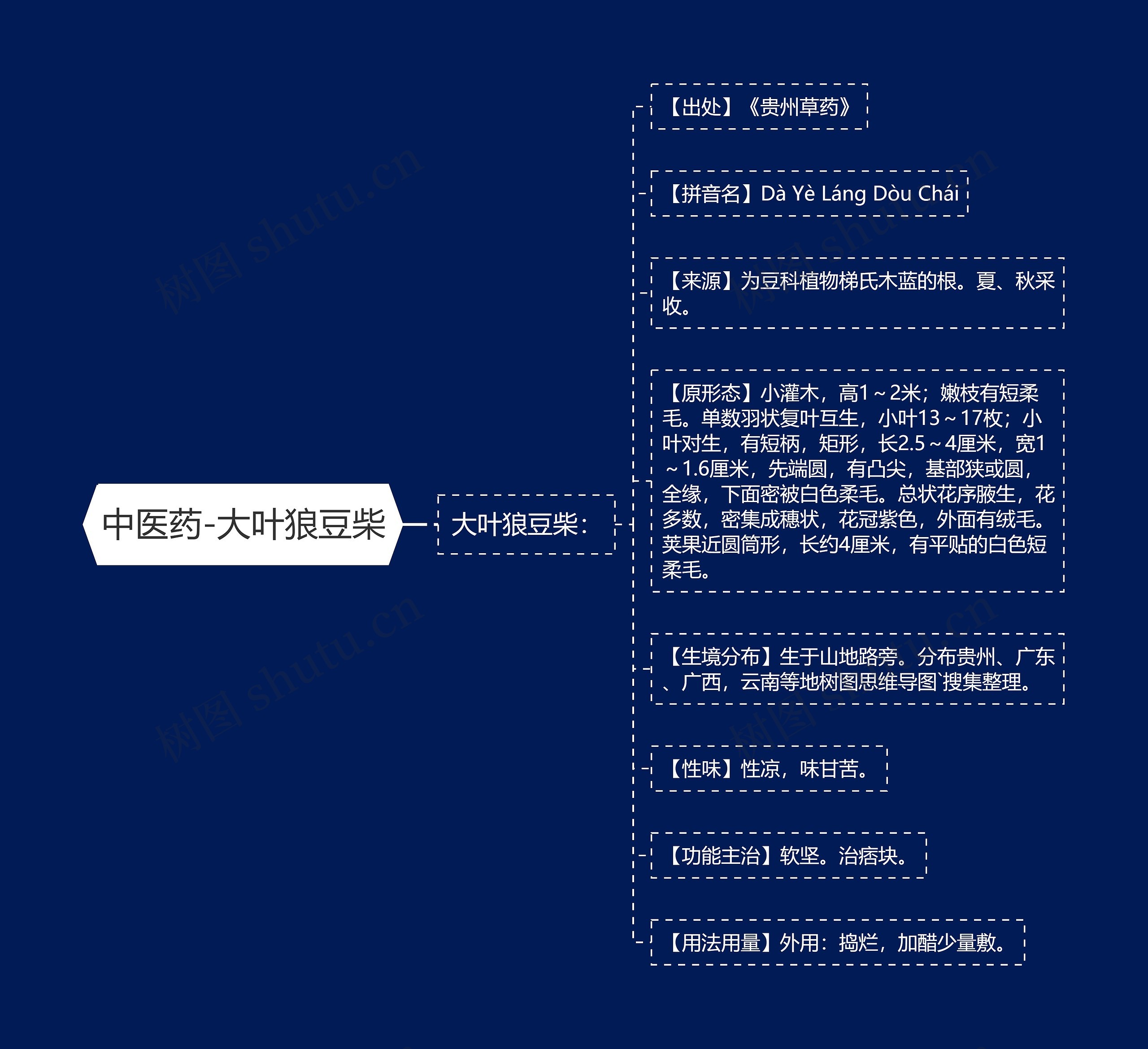 中医药-大叶狼豆柴 中医药-大叶狼豆柴