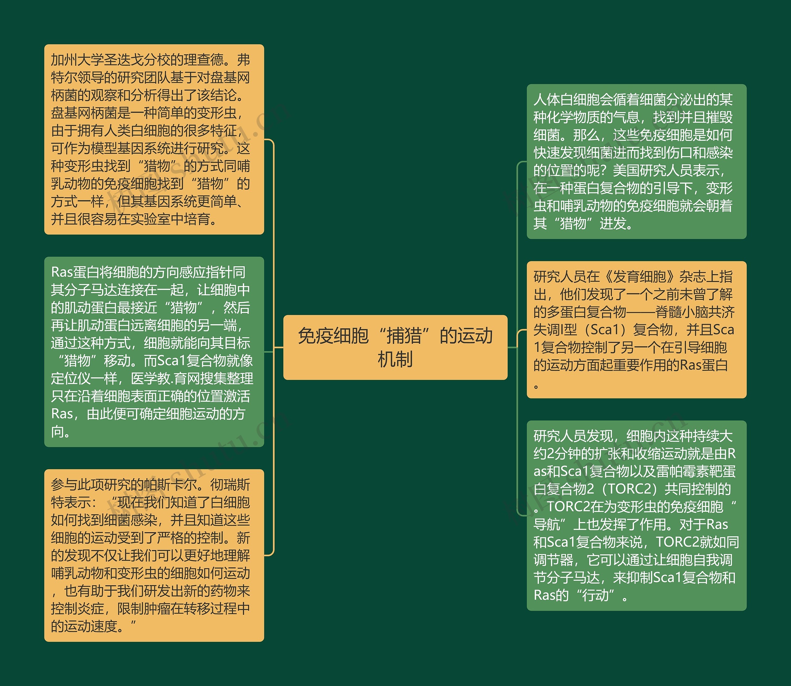 免疫细胞“捕猎”的运动机制思维导图