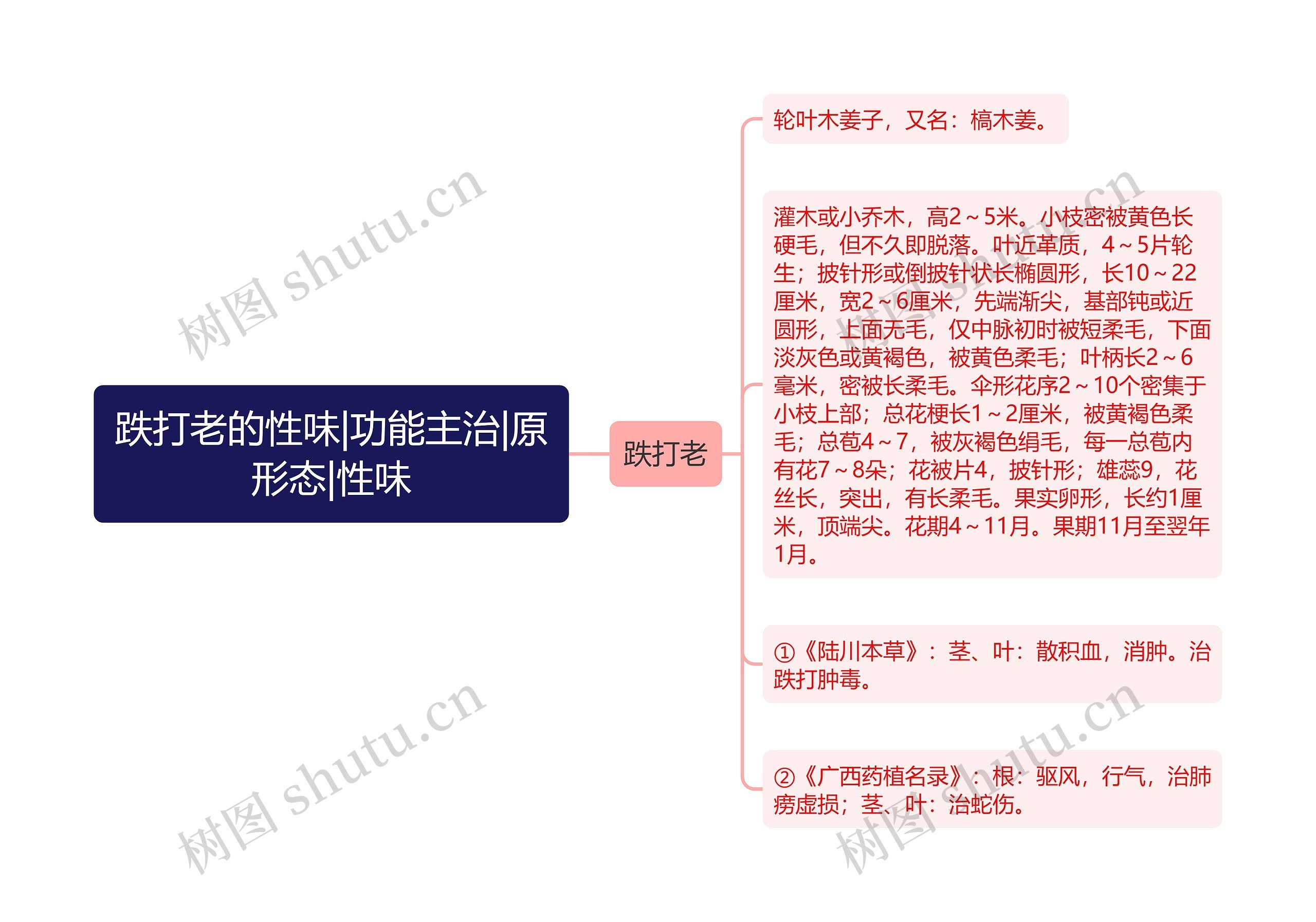 跌打老的性味|功能主治|原形态|性味 跌打老的性味|功能主治|原形态|性味