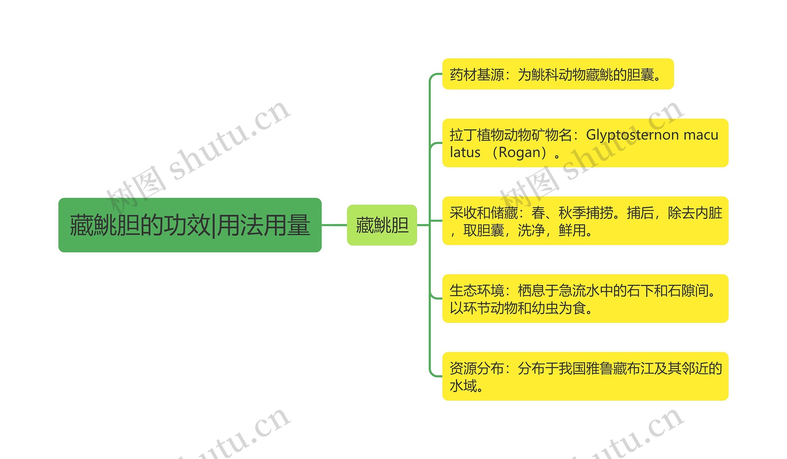 藏鮡胆的功效|用法用量思维导图