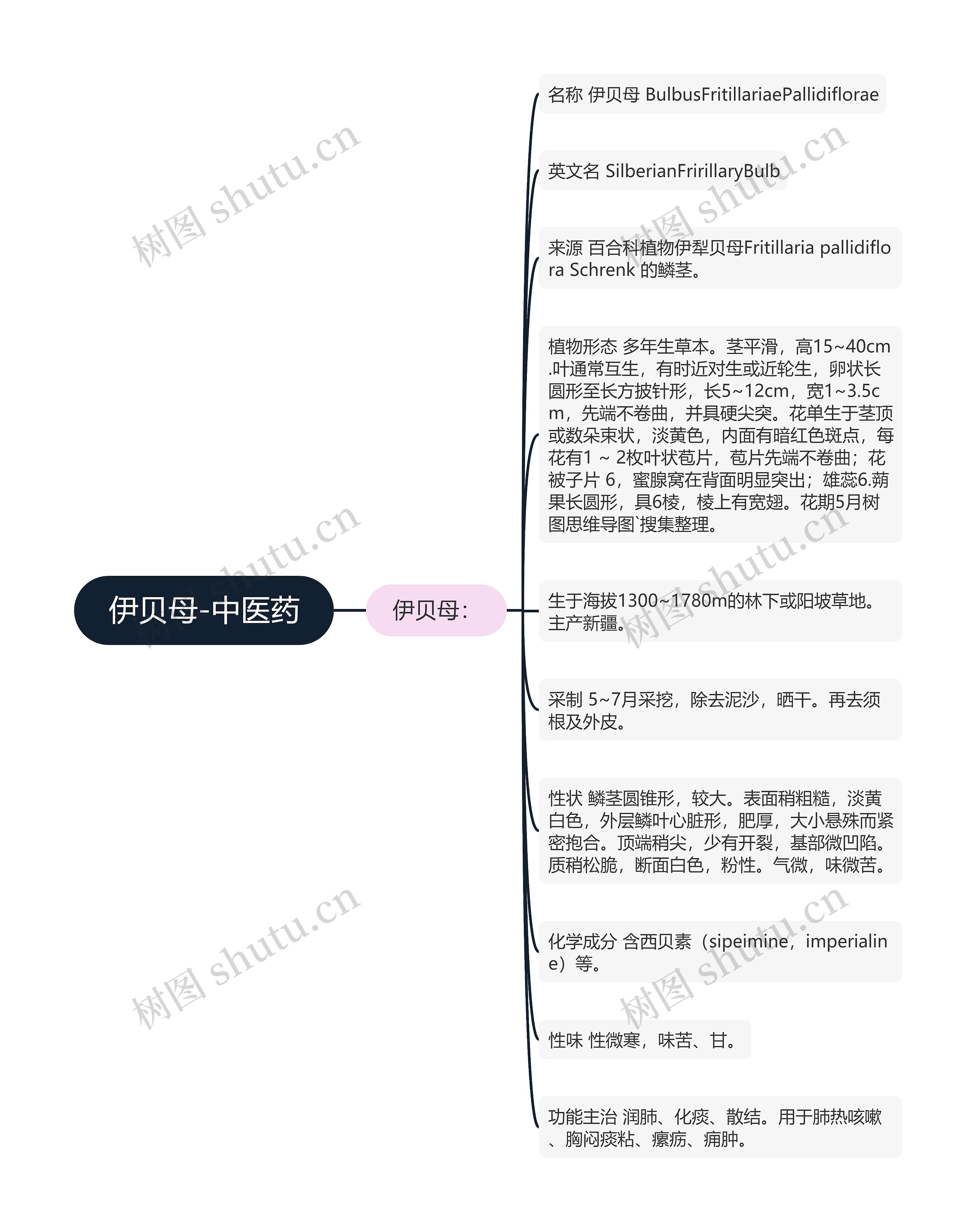 伊贝母-中医药思维导图