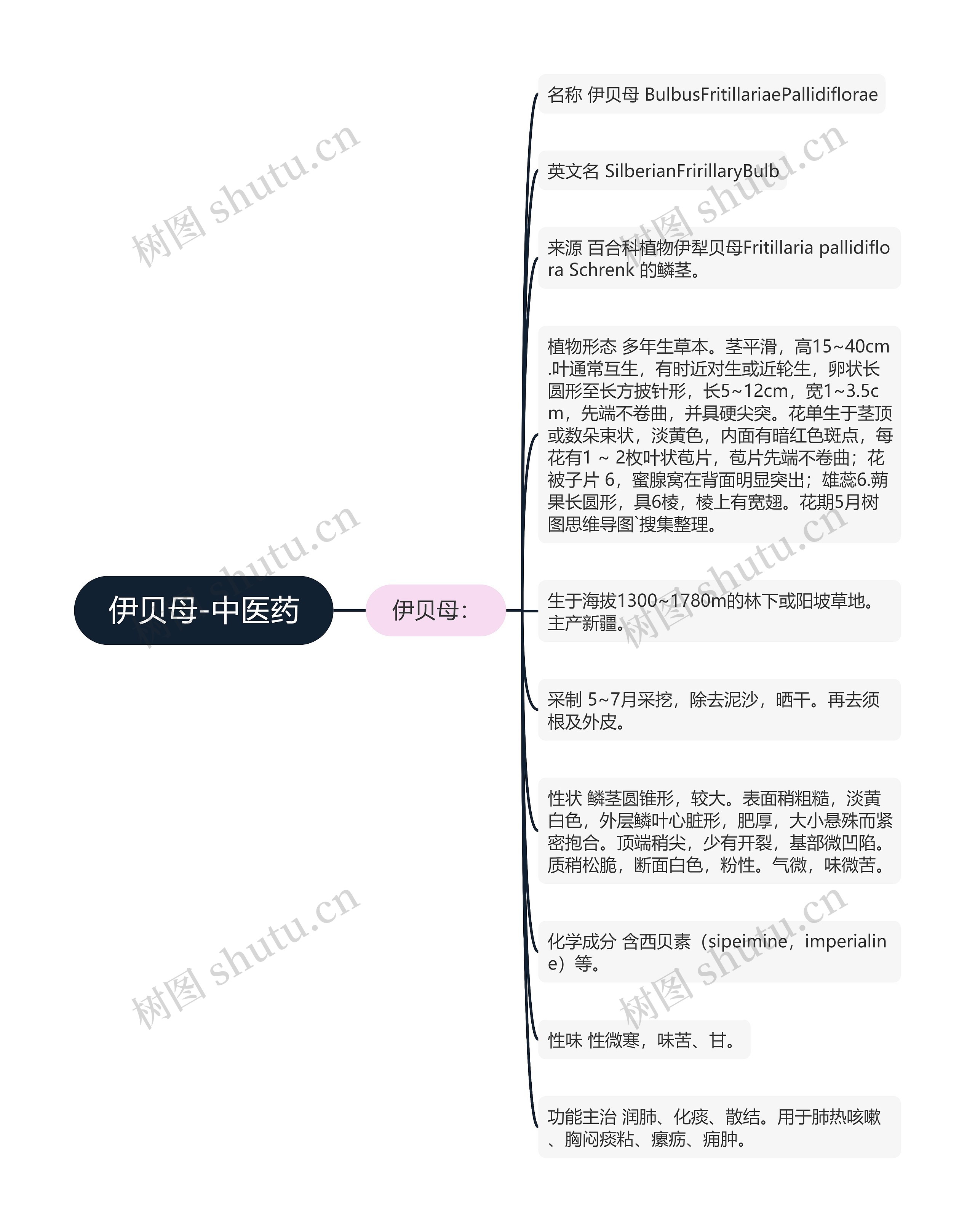 伊贝母-中医药 伊贝母-中医药