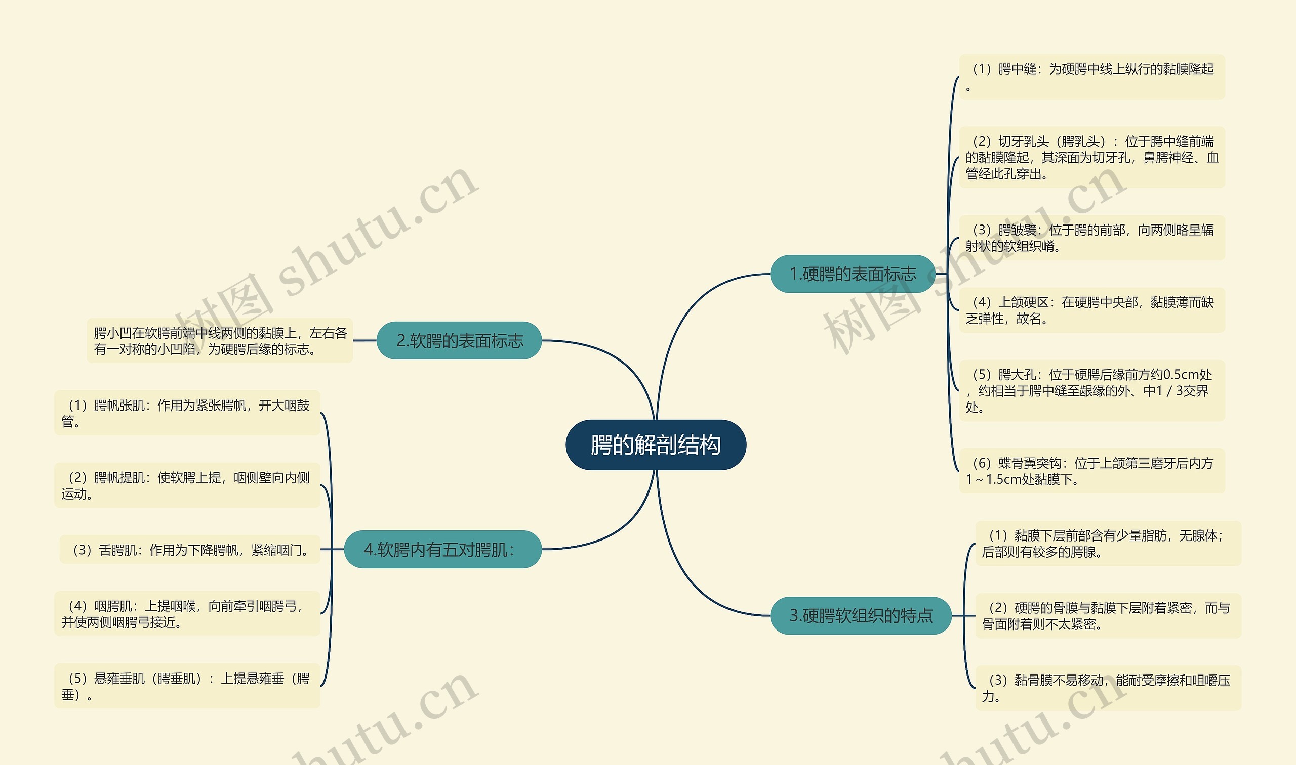腭的解剖结构 腭的解剖结构
