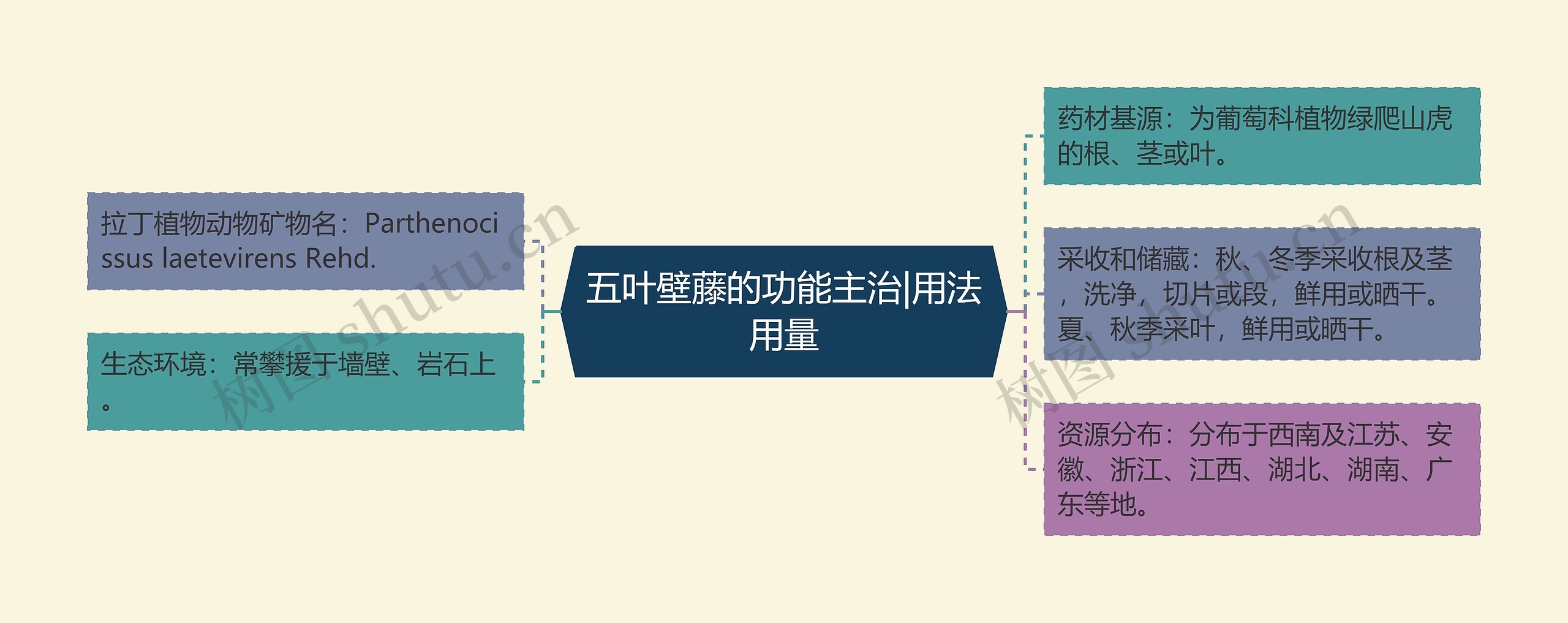 五叶壁藤的功能主治|用法用量思维导图