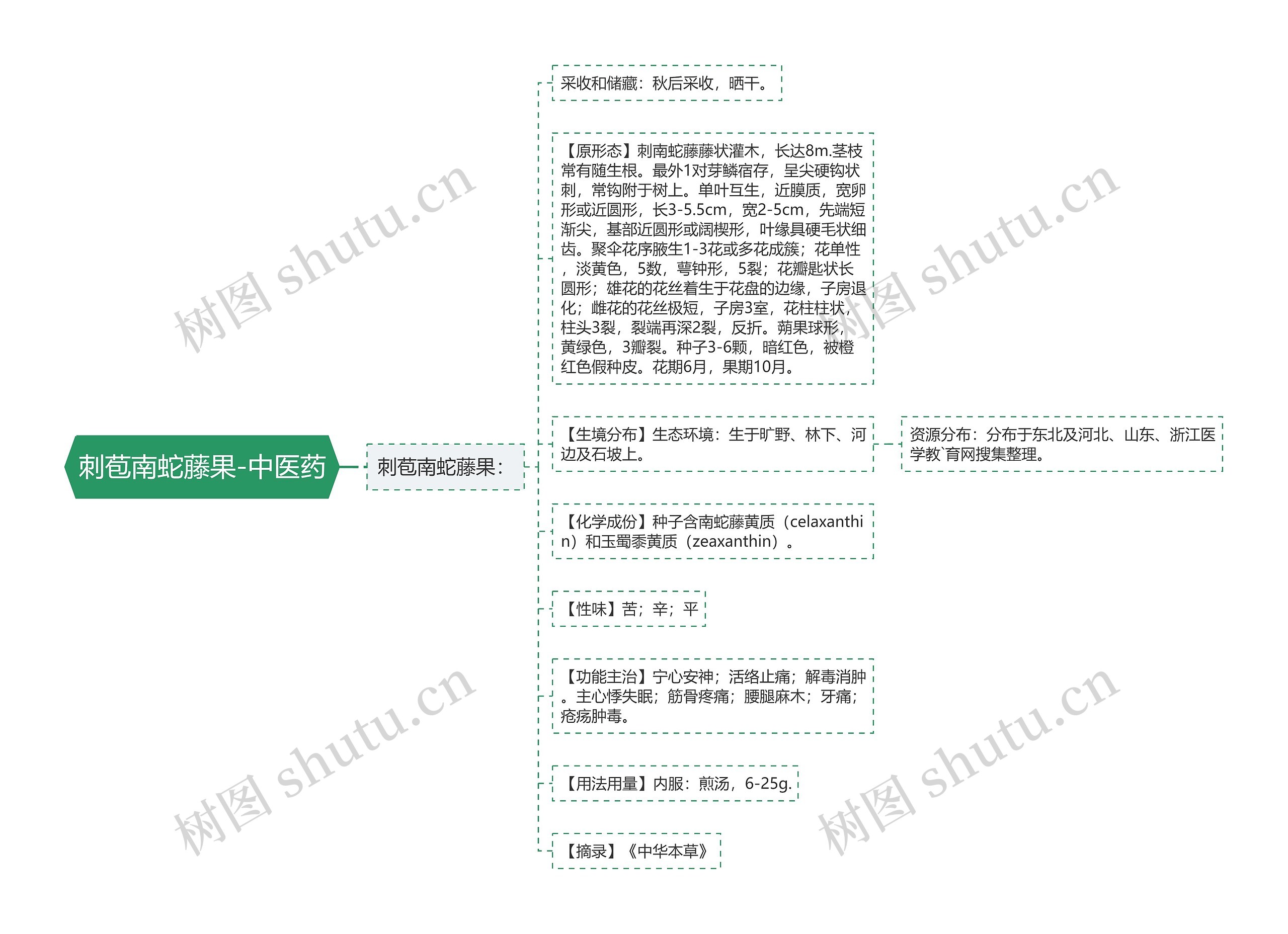 刺苞南蛇藤果-中医药 刺苞南蛇藤果-中医药