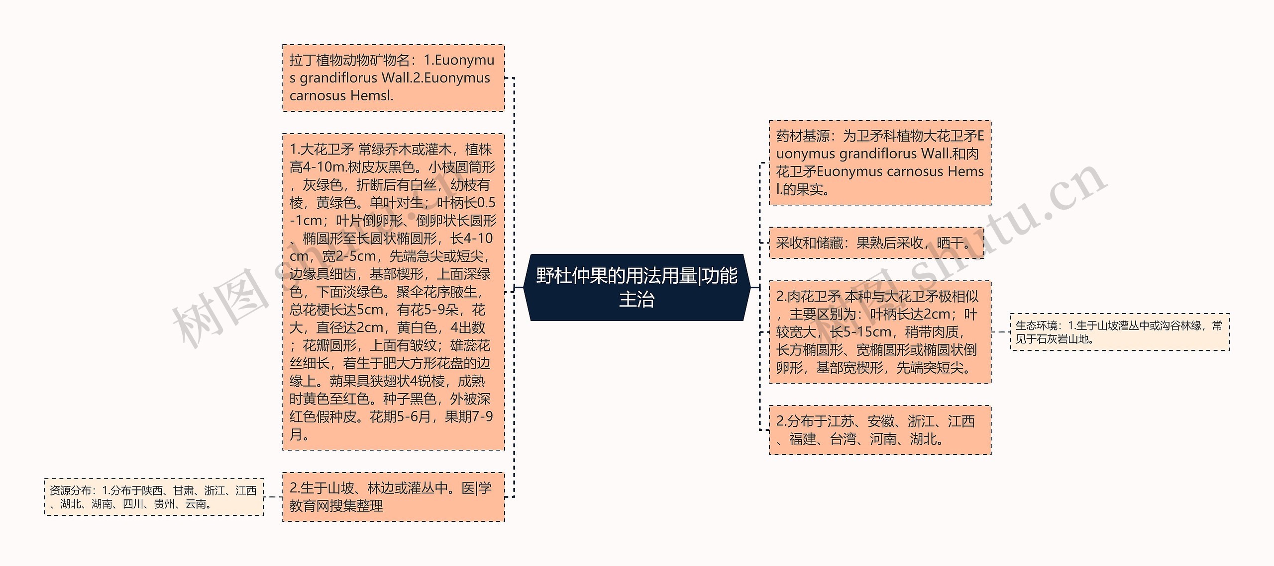 野杜仲果的用法用量|功能主治思维导图