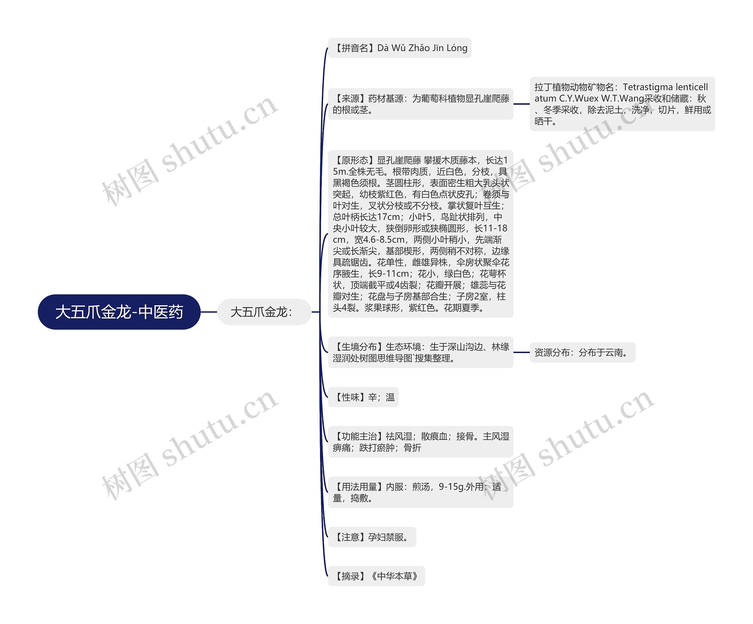 大五爪金龙-中医药思维导图