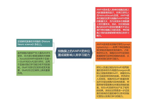 细胞膜上的AMPA受体位置或能影响人类学习能力