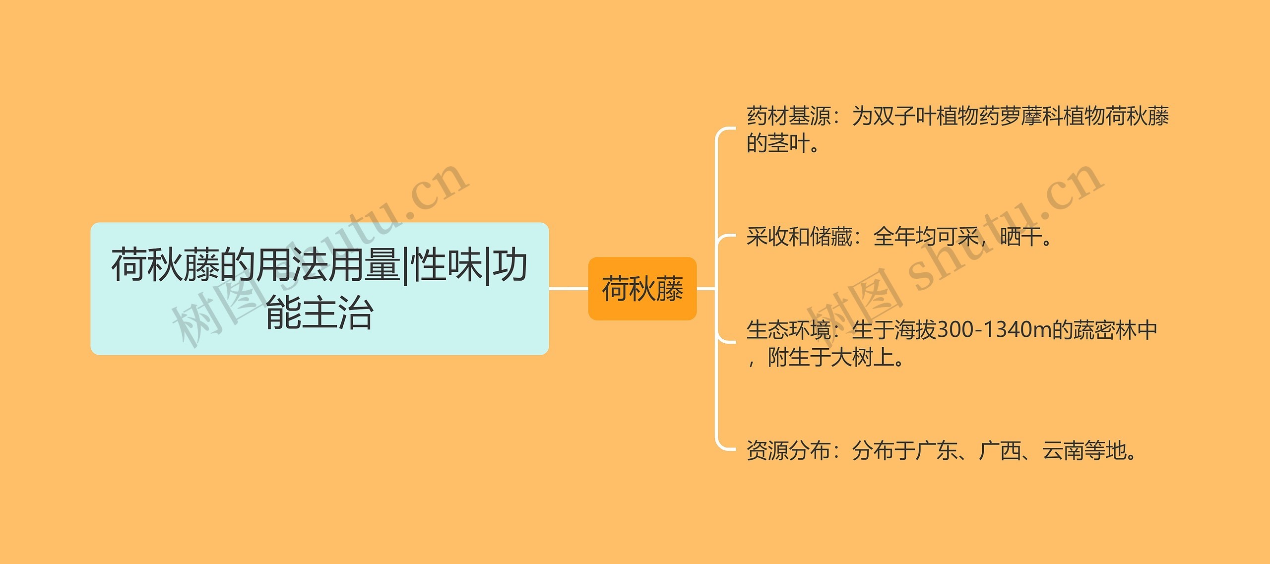 荷秋藤的用法用量|性味|功能主治