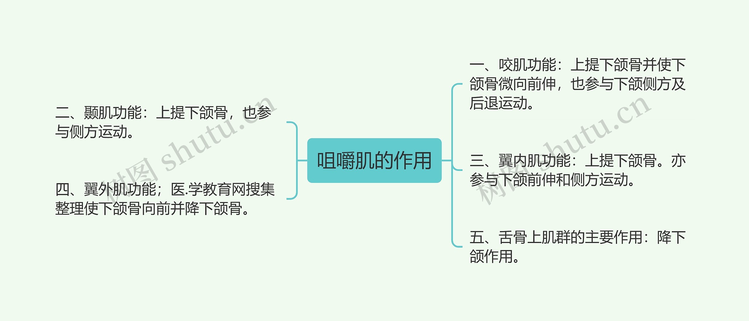 咀嚼肌的作用思维导图