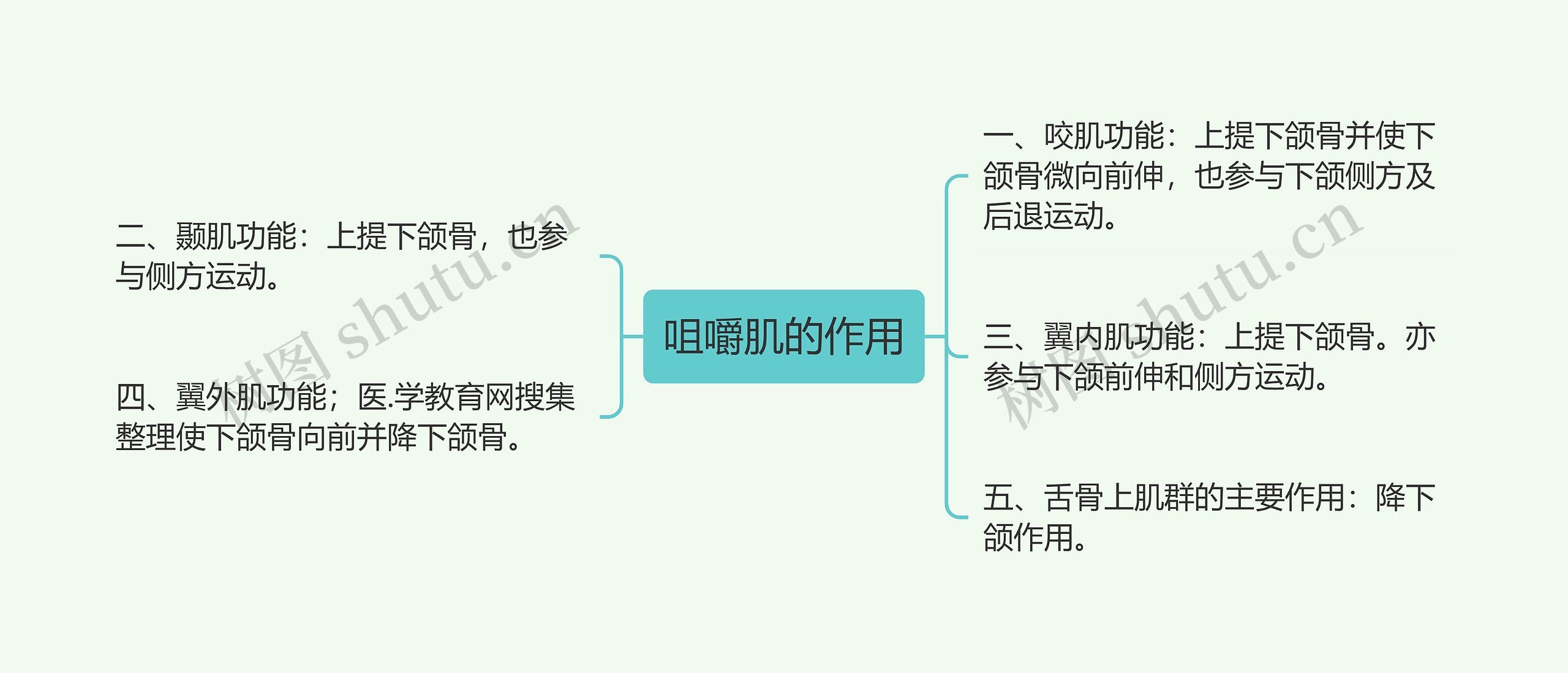 咀嚼肌的作用 咀嚼肌的作用
