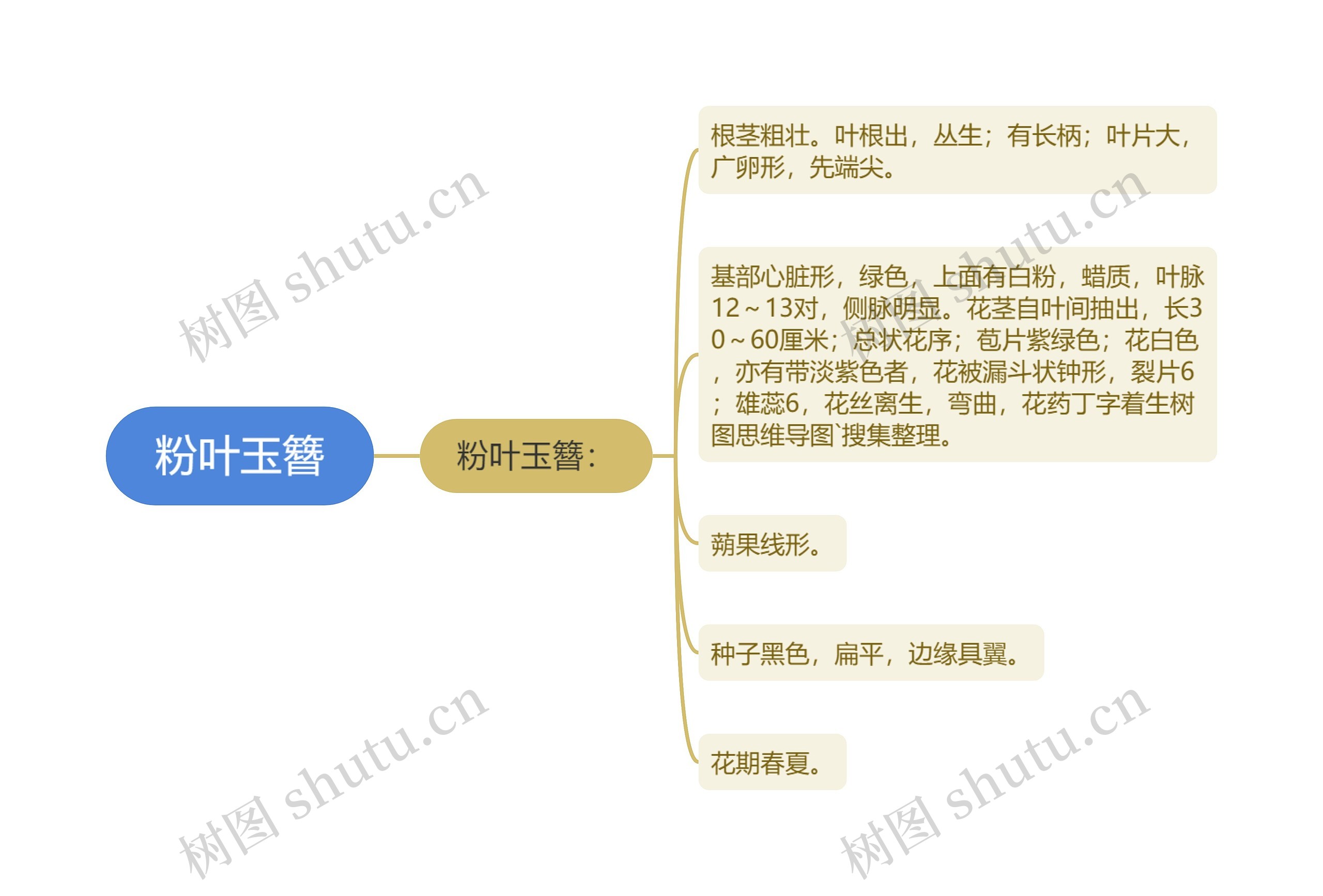 粉叶玉簪思维导图