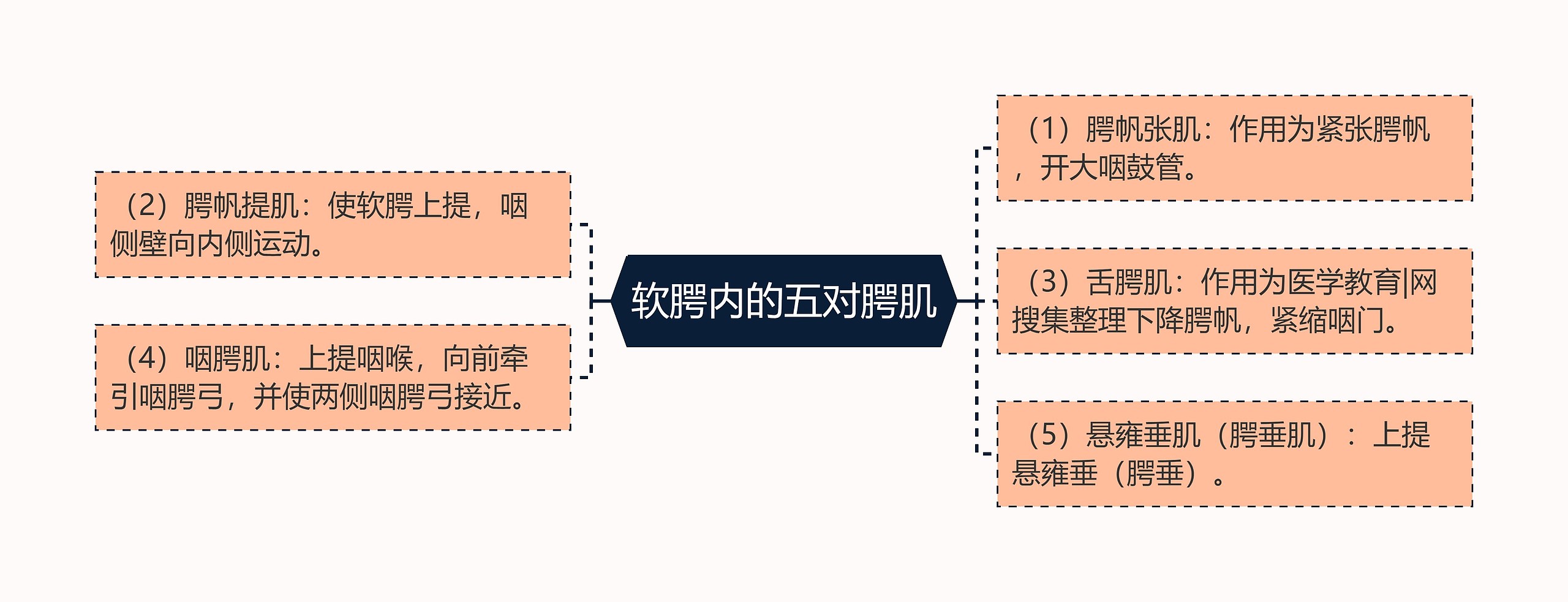 软腭内的五对腭肌 软腭内的五对腭肌